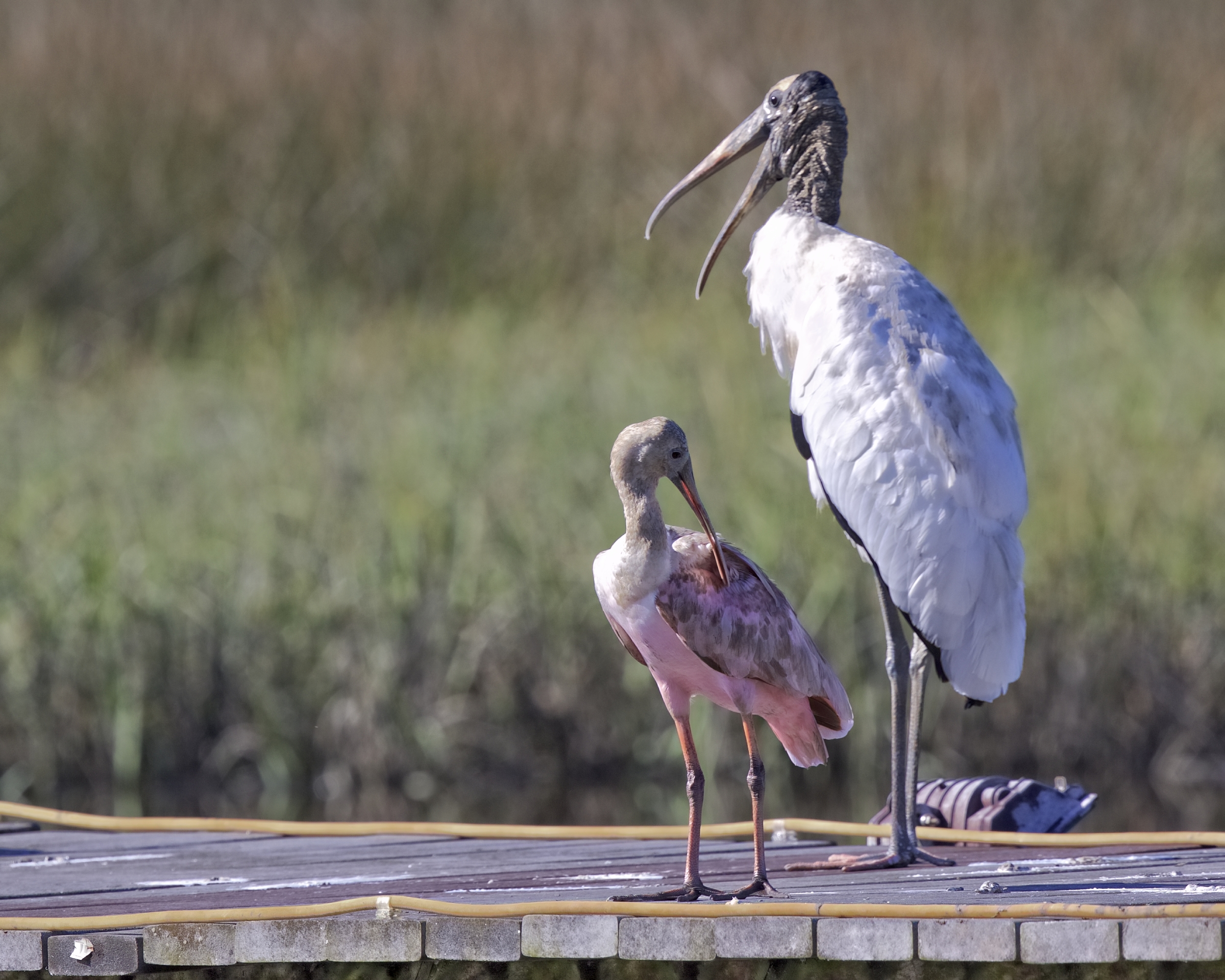 The dirtiest Roseate Spoonbill I ever saw joins the Wood Stork..