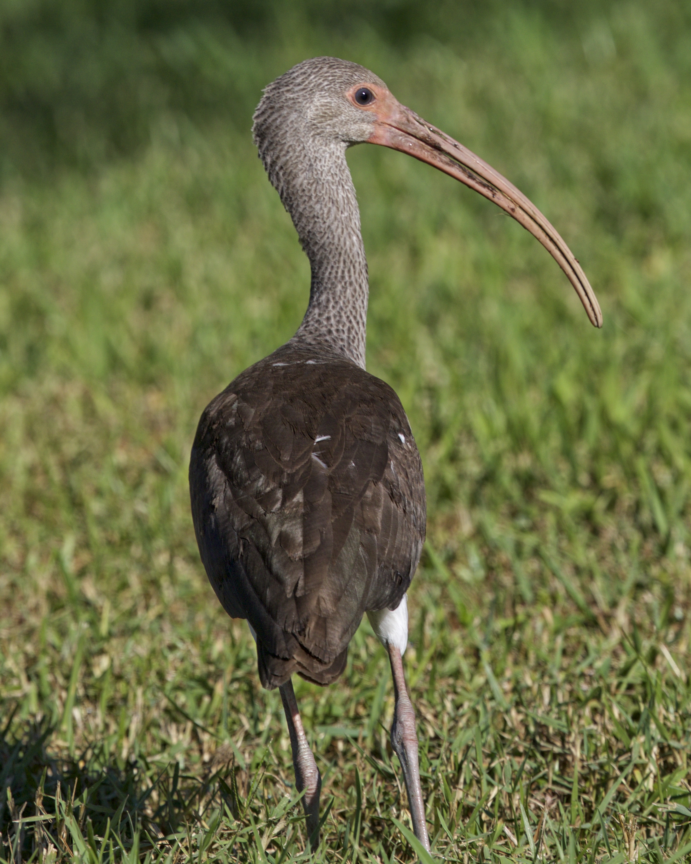A Juvenile White Ibis chases the Kingfisher from the boat hoist then flies over beside me to hunt for food in the grass