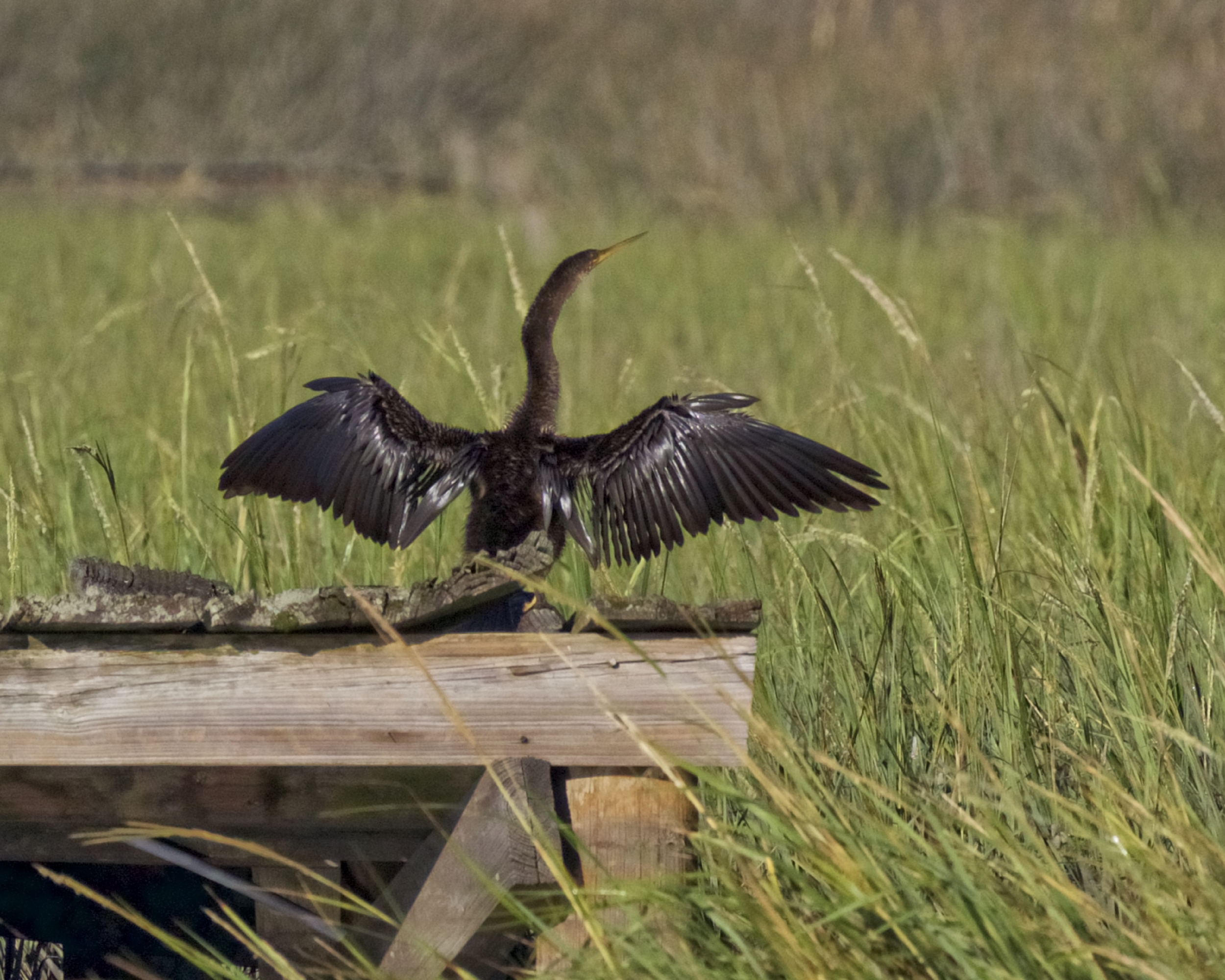 Annie the Anhinga pops up and hops on the old dock to dry out also. 