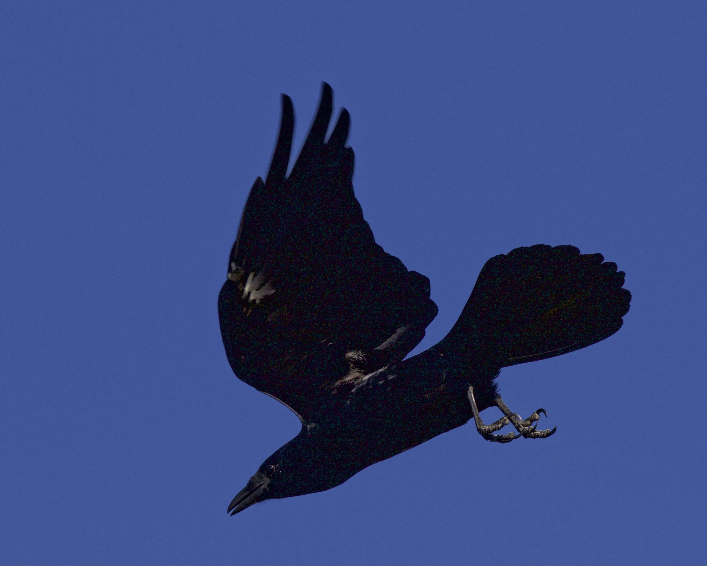 A flock of crows join the party too!