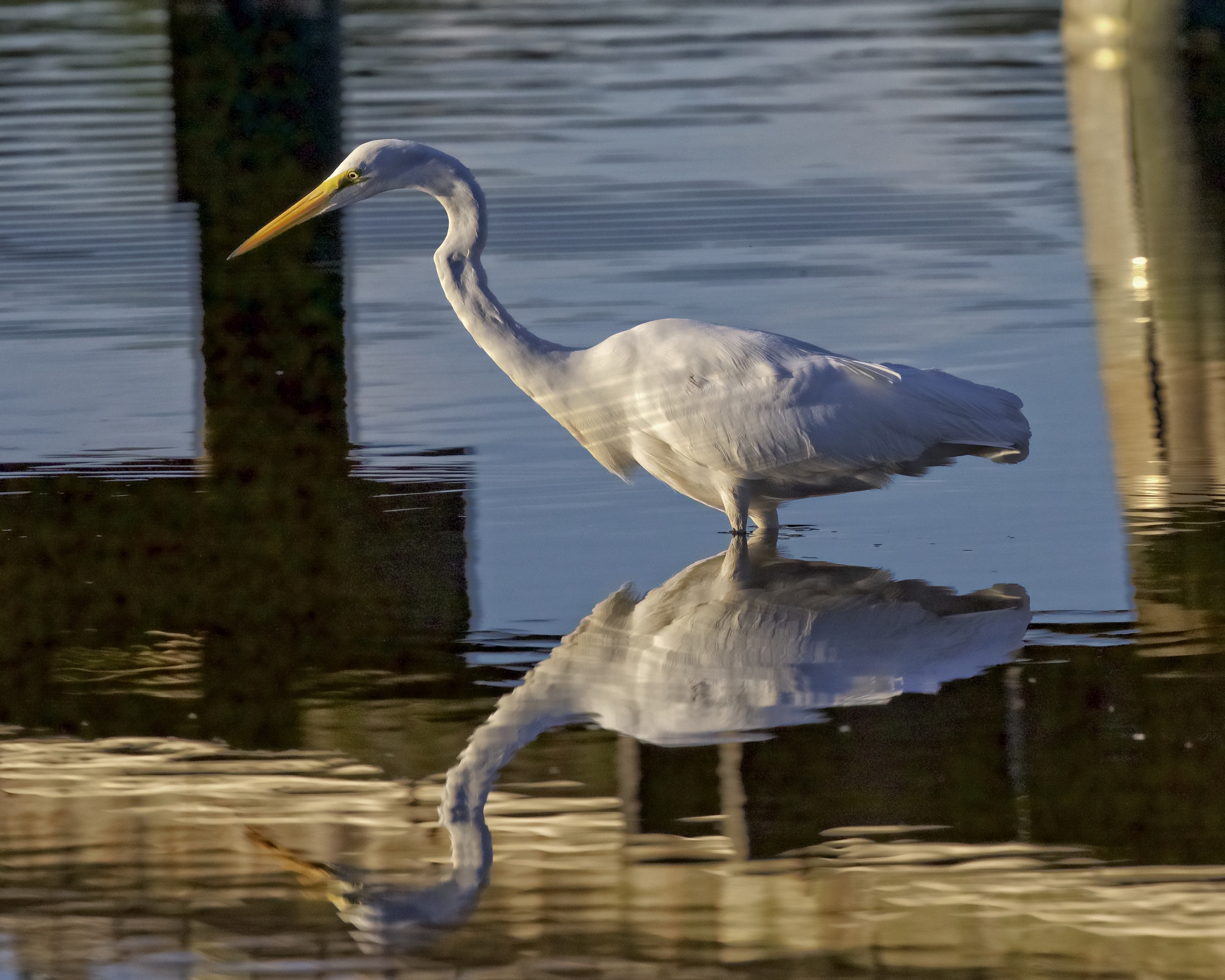 The Great Egret flies in and begins looking for food..What is a dock party without food?