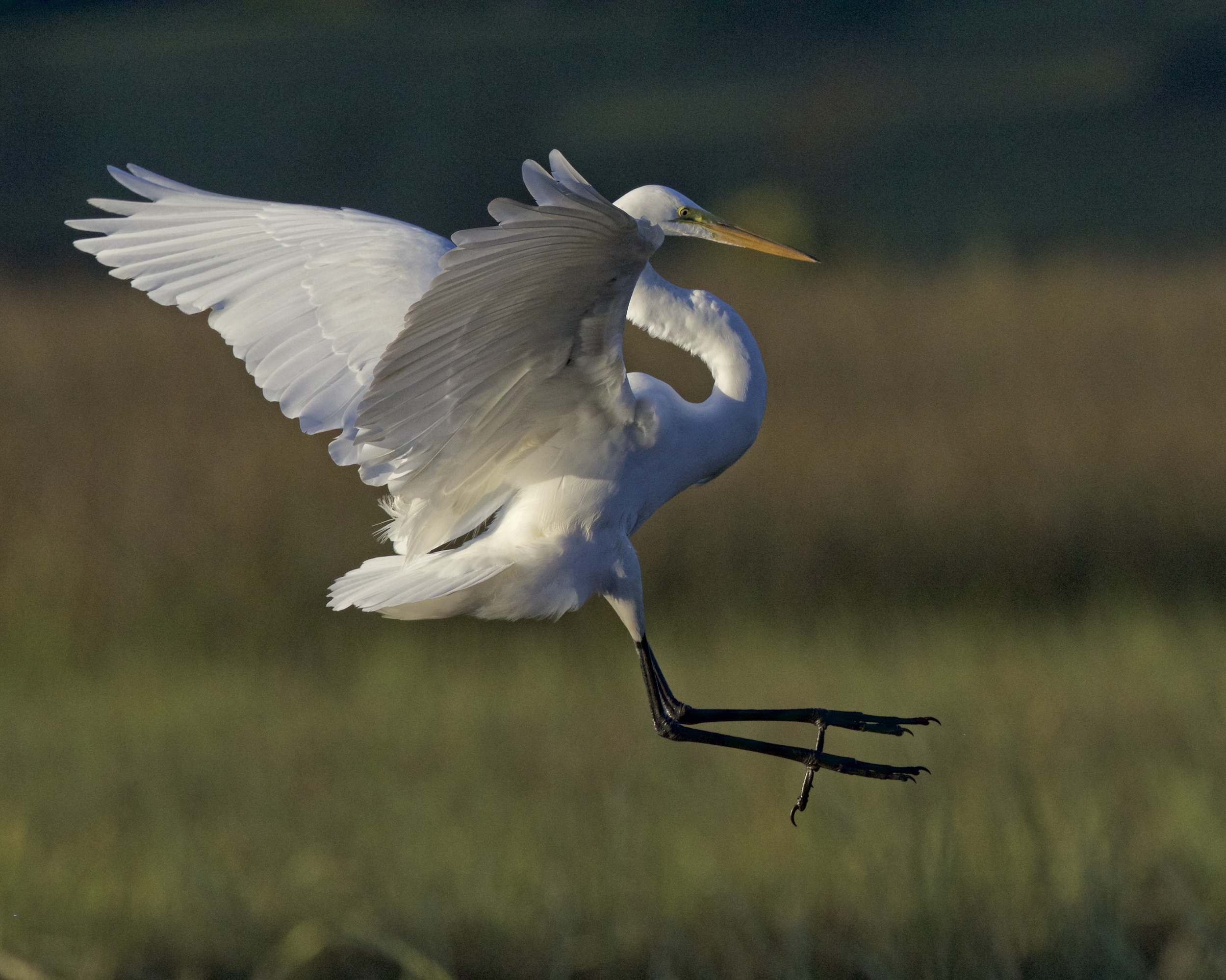 The Great Egret flies in and lands on the dock..where is the food?