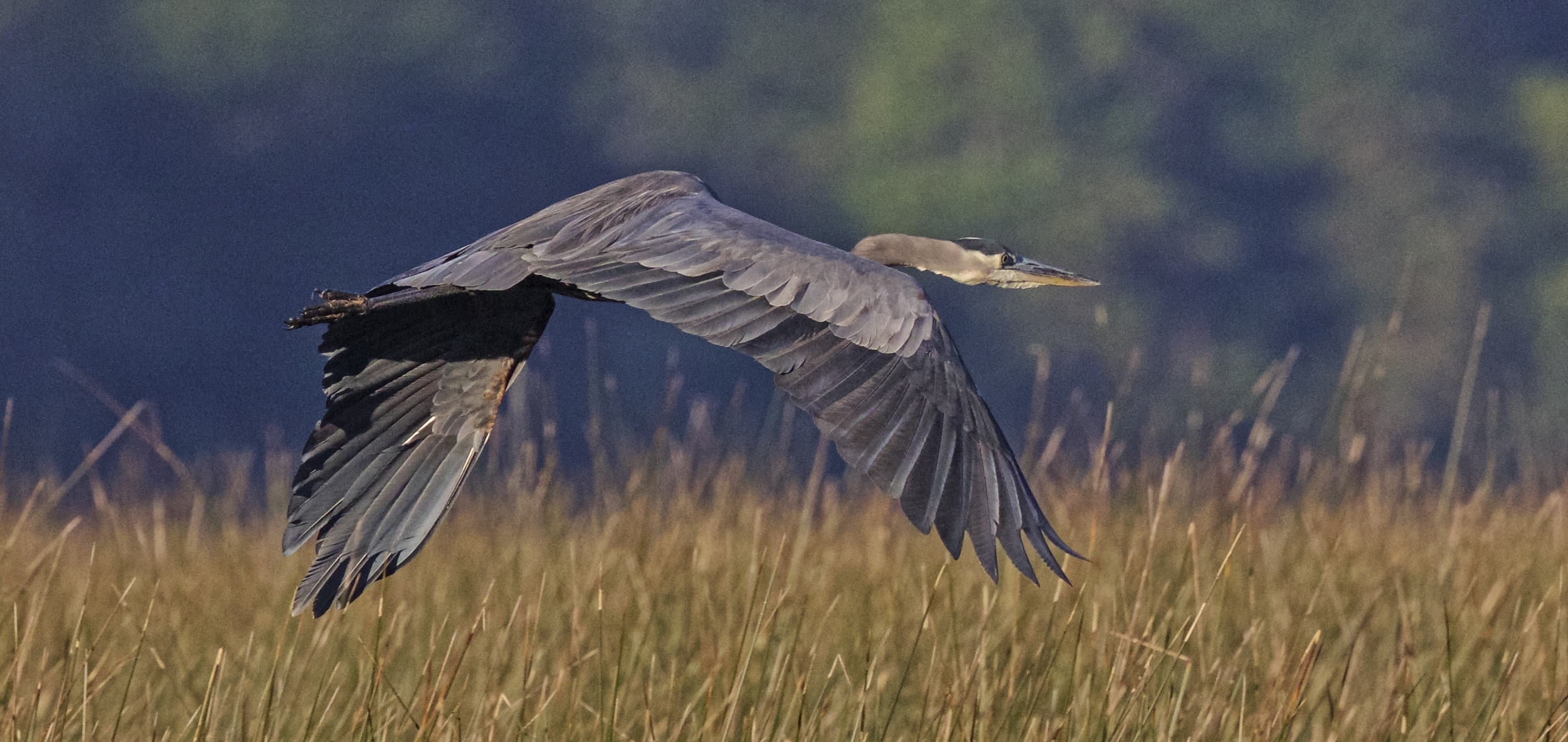 Old Man River, the Great Blue Heron and Patriarch of the Broward makes an appearance..