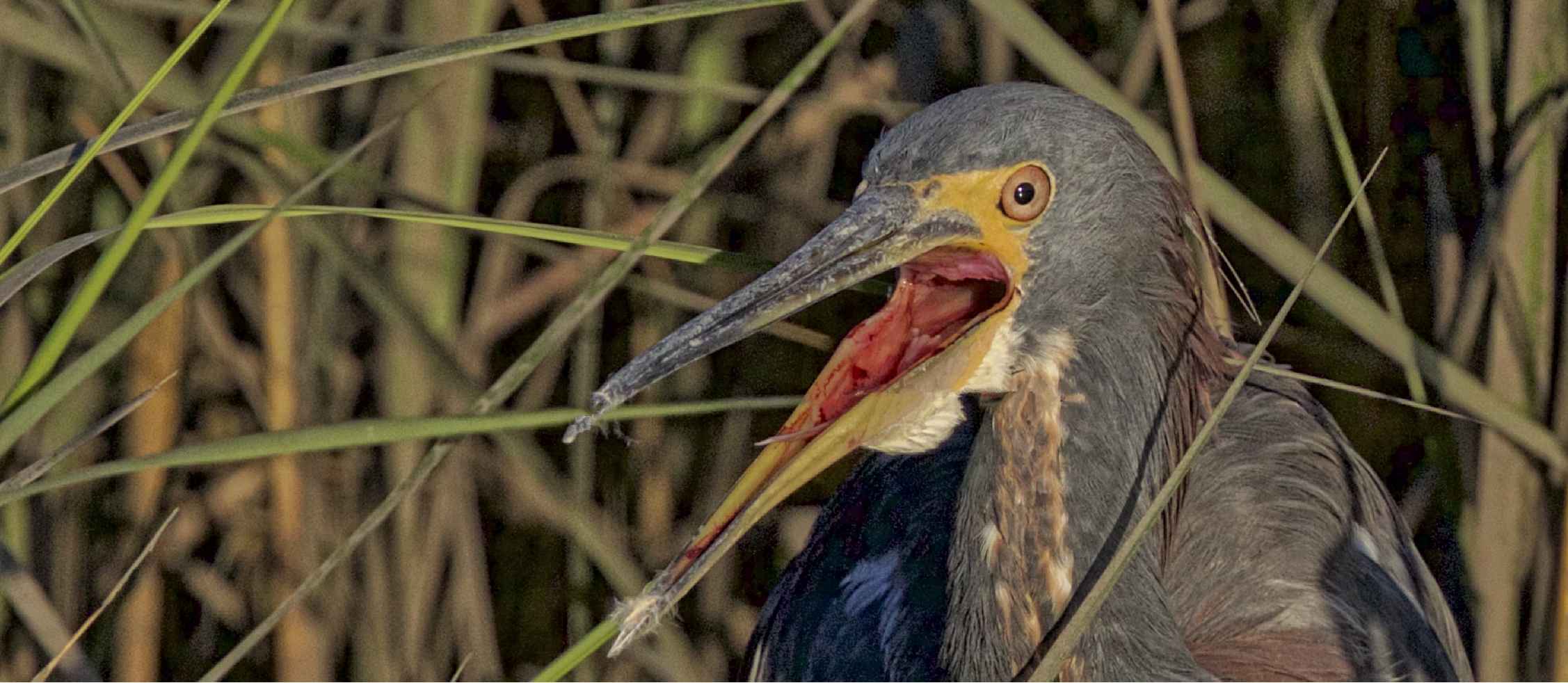 Hey, you can't have a dock party without me squawks the Tricolored Heron.