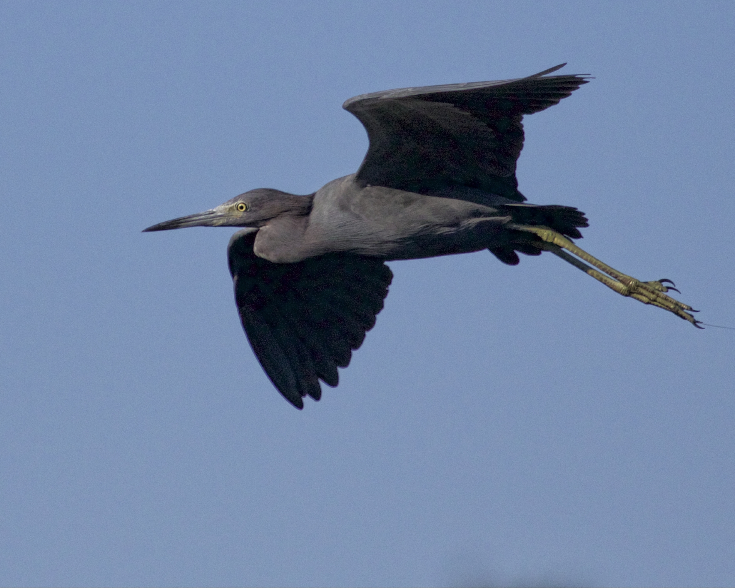 Can't start a dock party with out music..How about the blues....Little Blue Herons that is..