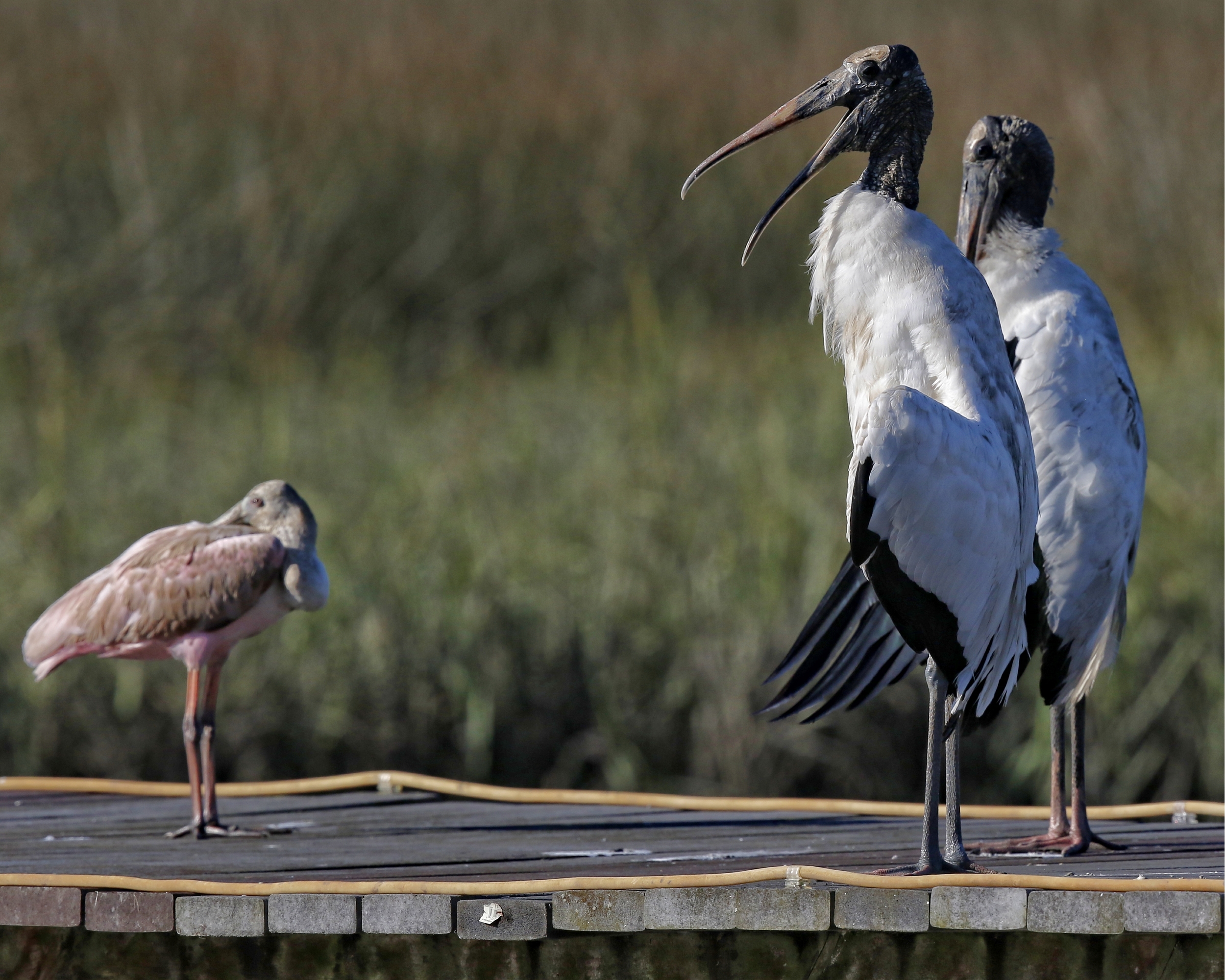 All birds on the Broward present and accounted for SIR! At ease spoonie!
