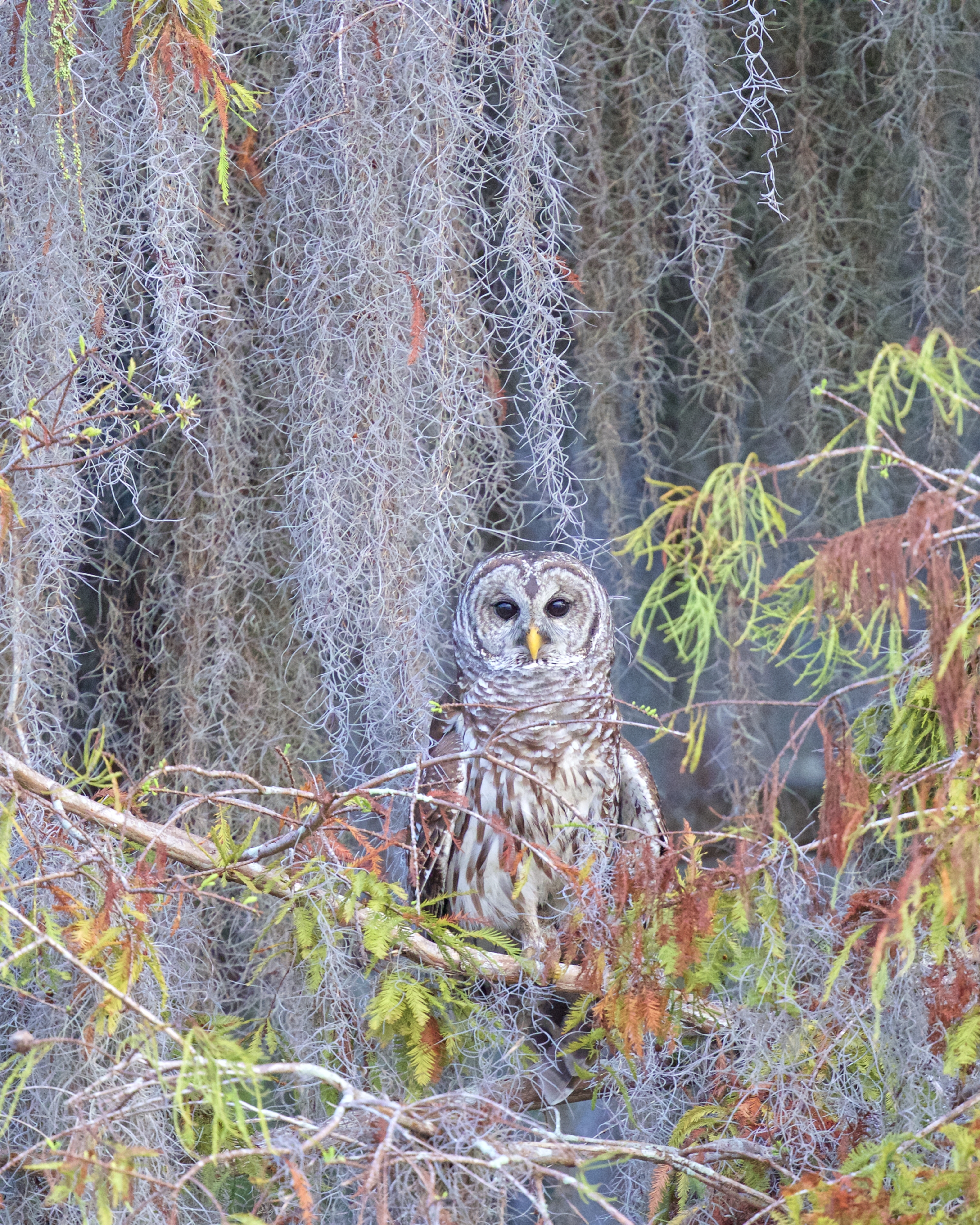 The Barred Owl is lured by our trick call and peers out of the tree to find the source of the strange sounding hoot. 