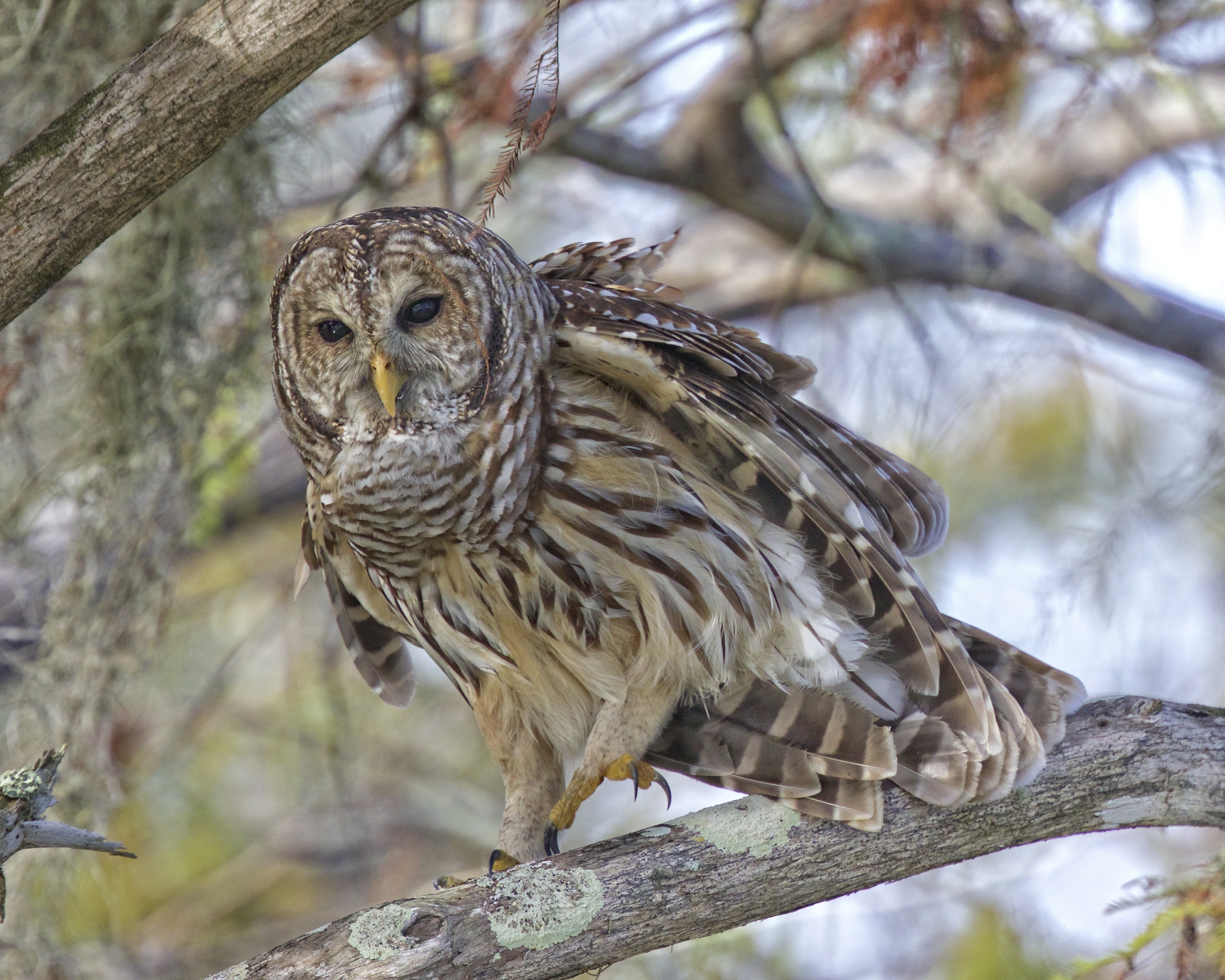 I see you in that camouflaged boat, You can't fool this wise ole owl. 