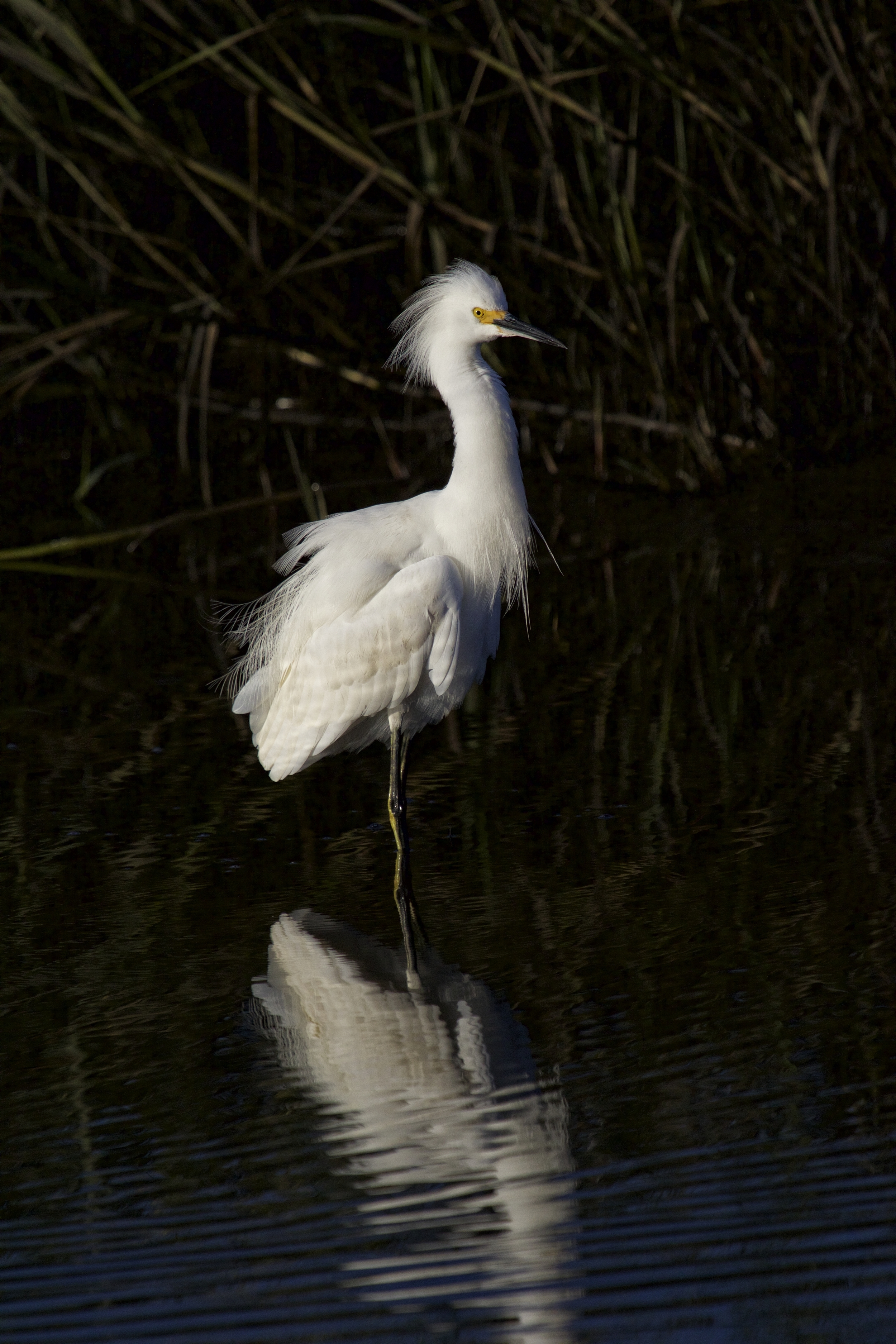 A ghost like creature suddenly appears on the Broward in the wee dawn hour...
