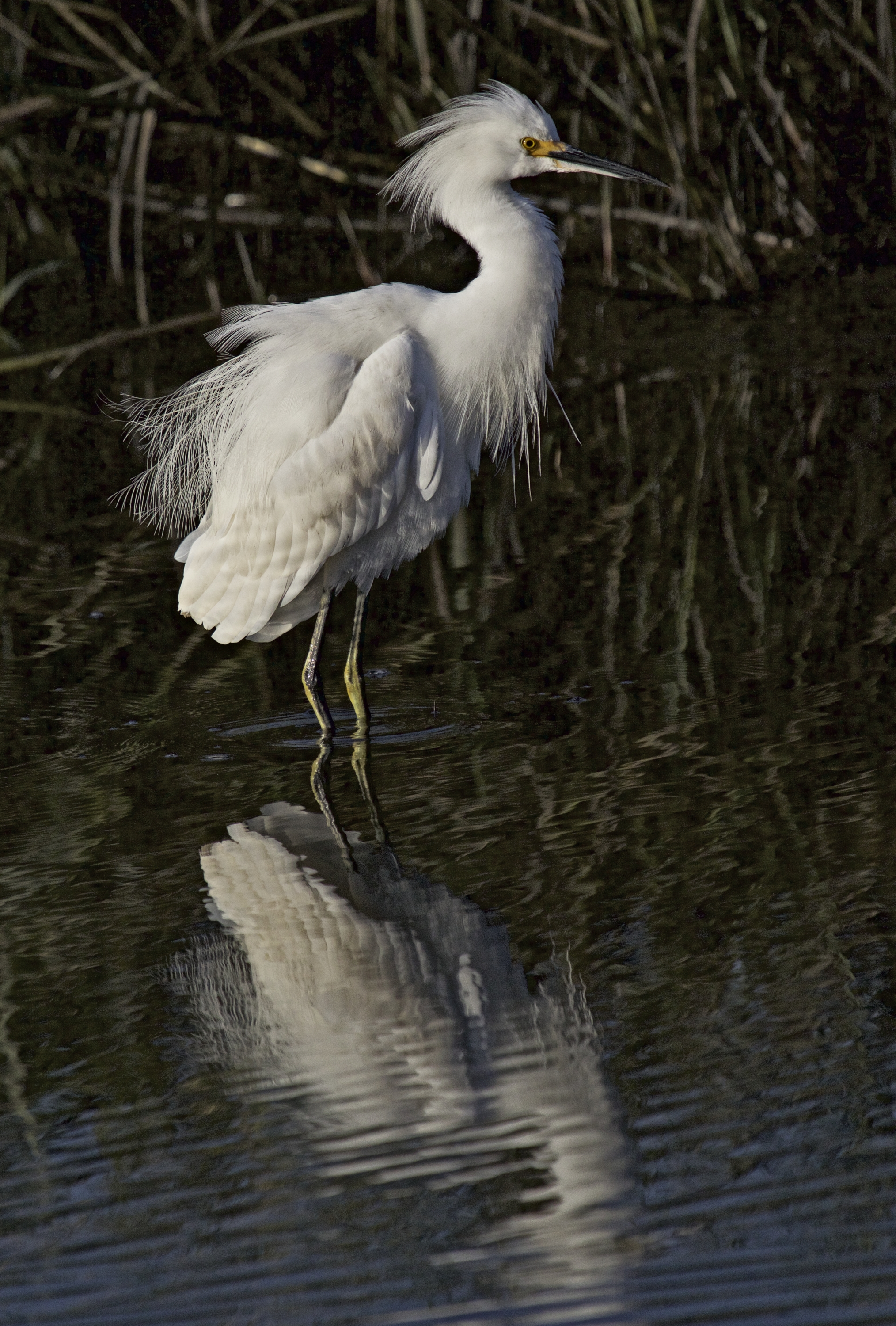 Brrr..that water is cold this morning...whew, it is just a Snowy Egret..glad it isn't a ghost..