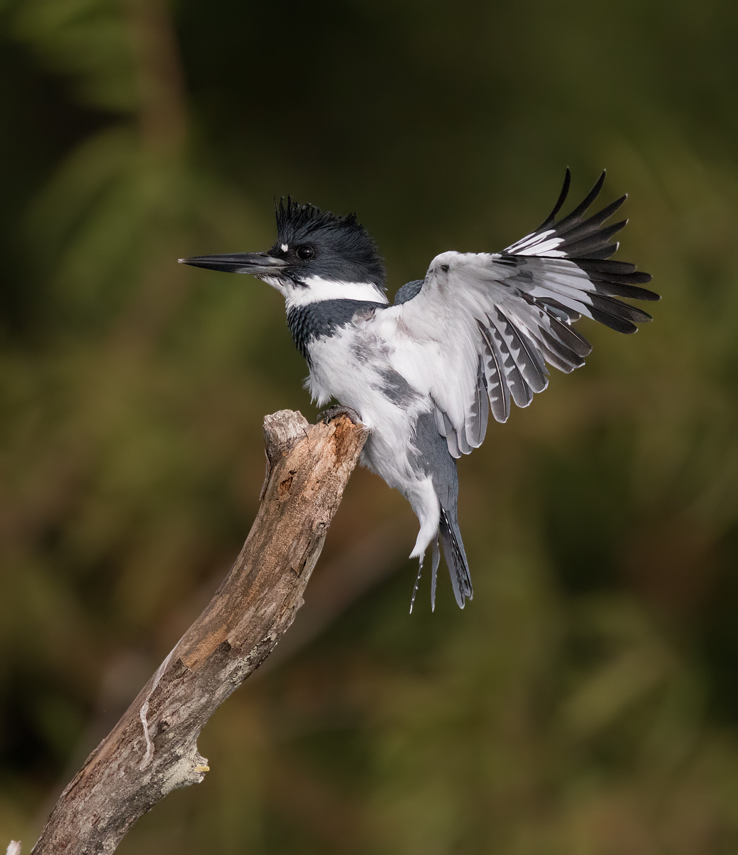 007, a male "Bonded" Kingfisher arrives at the crack of dawn on its favorite pearch.