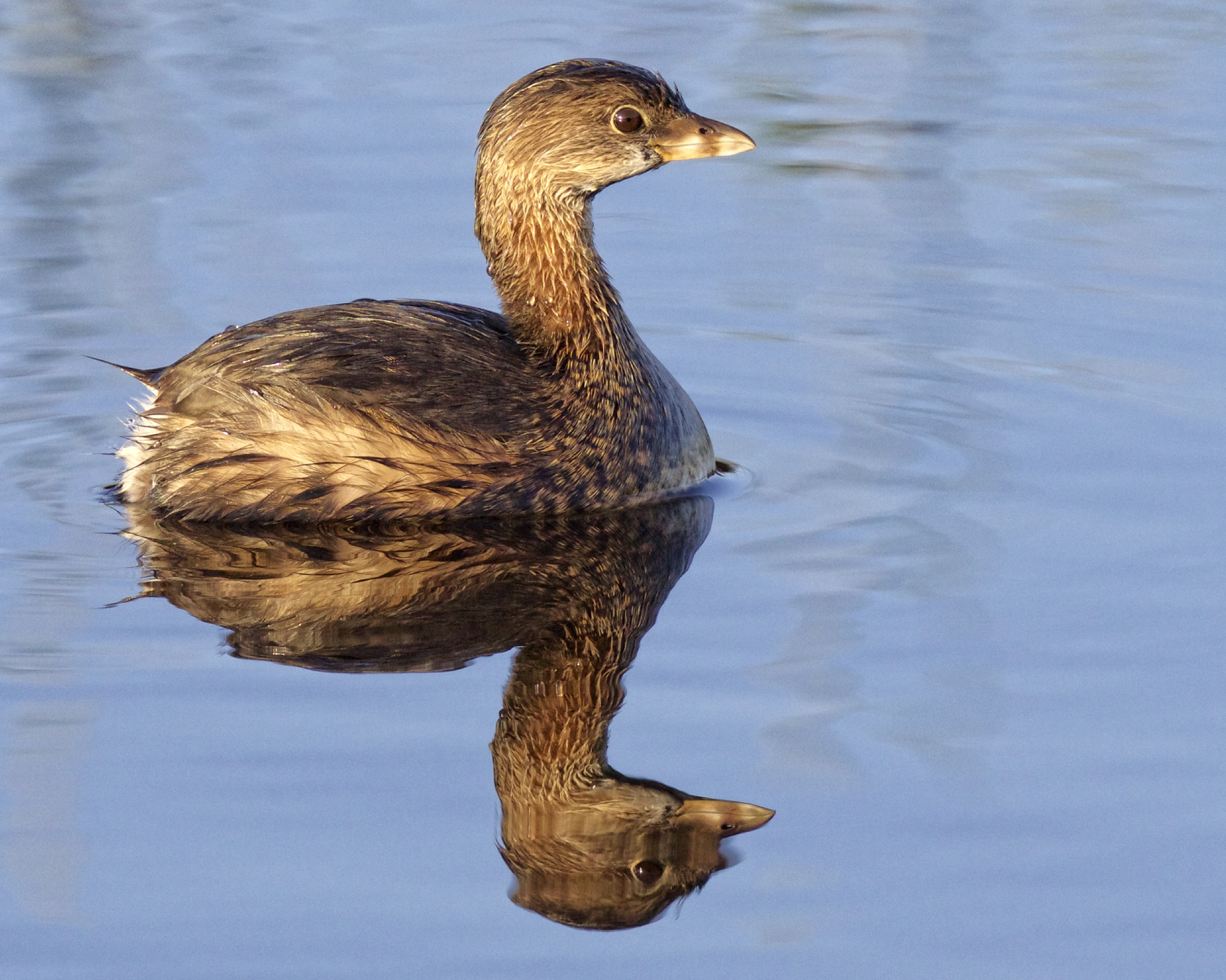 The Good...Pied-billed Grebe in the early morning light before the change from Daylight Savings Time..note the bright eyed reflection..