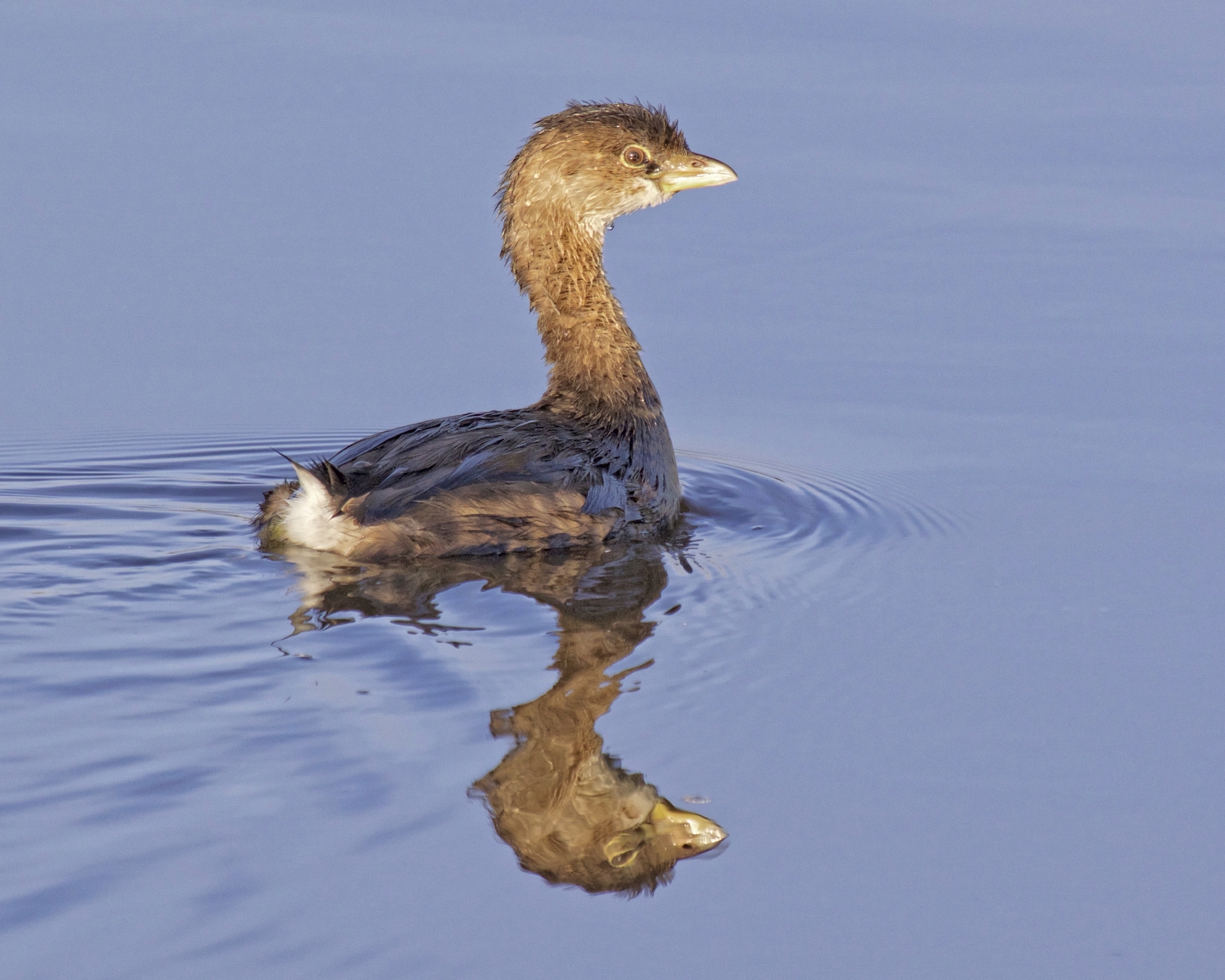 The Bad...Same Grebe after the change from Daylight Savings Time...Note the reflection is still half asleep!
