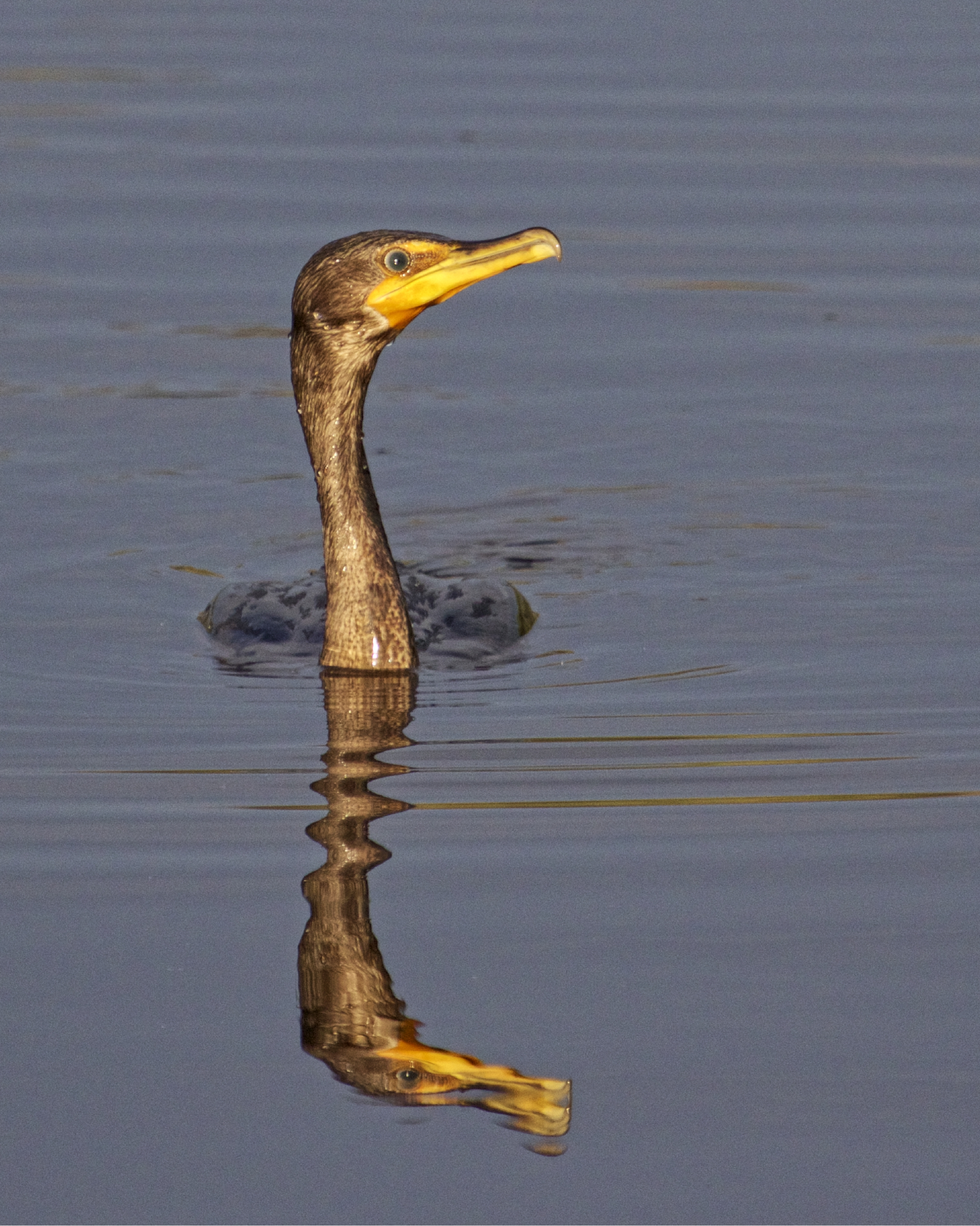 Double Crested Cormorant surfaces in the golden morning light..