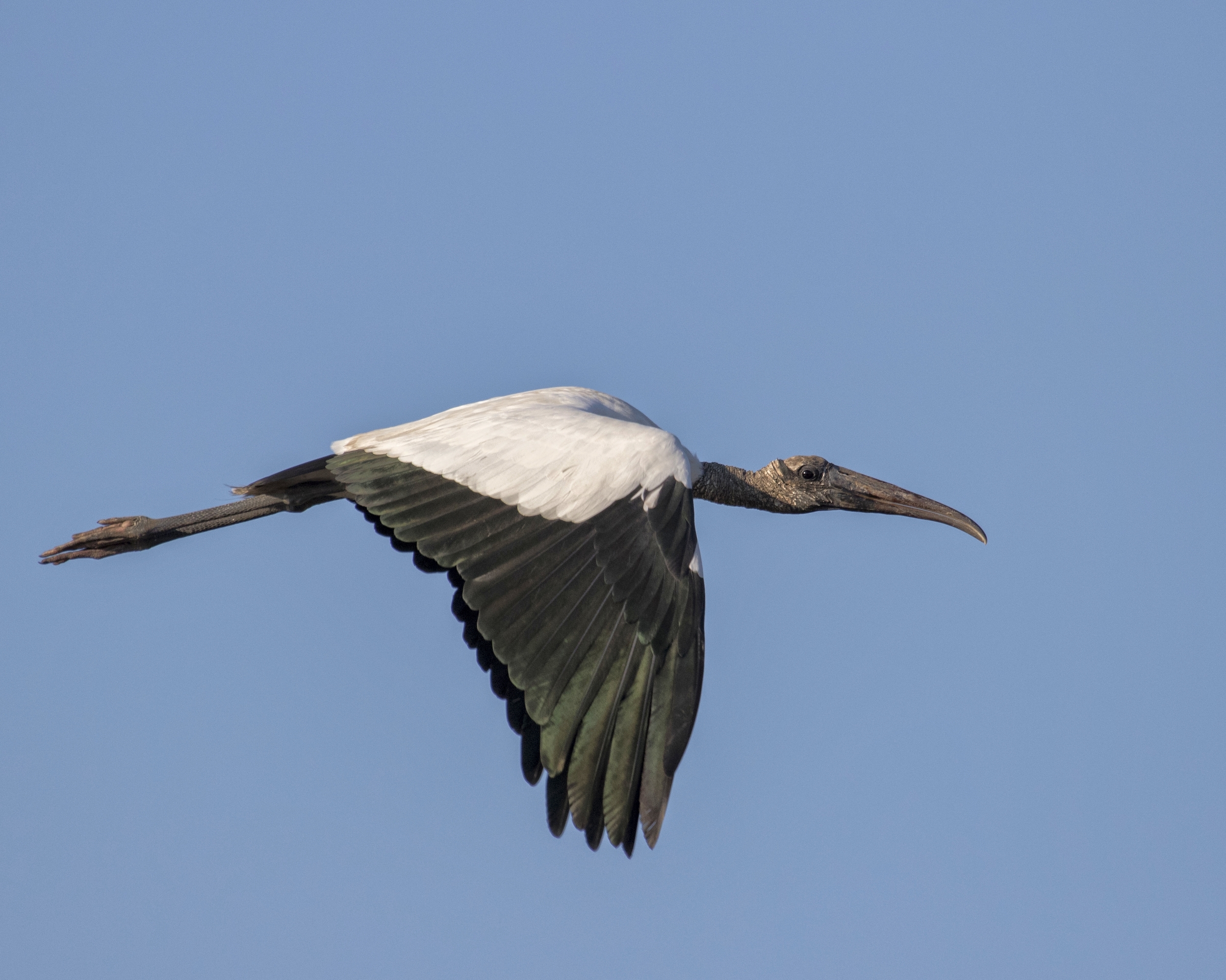 No matter how great the light..Wood Storks are just plain ugly no matter what time of day..