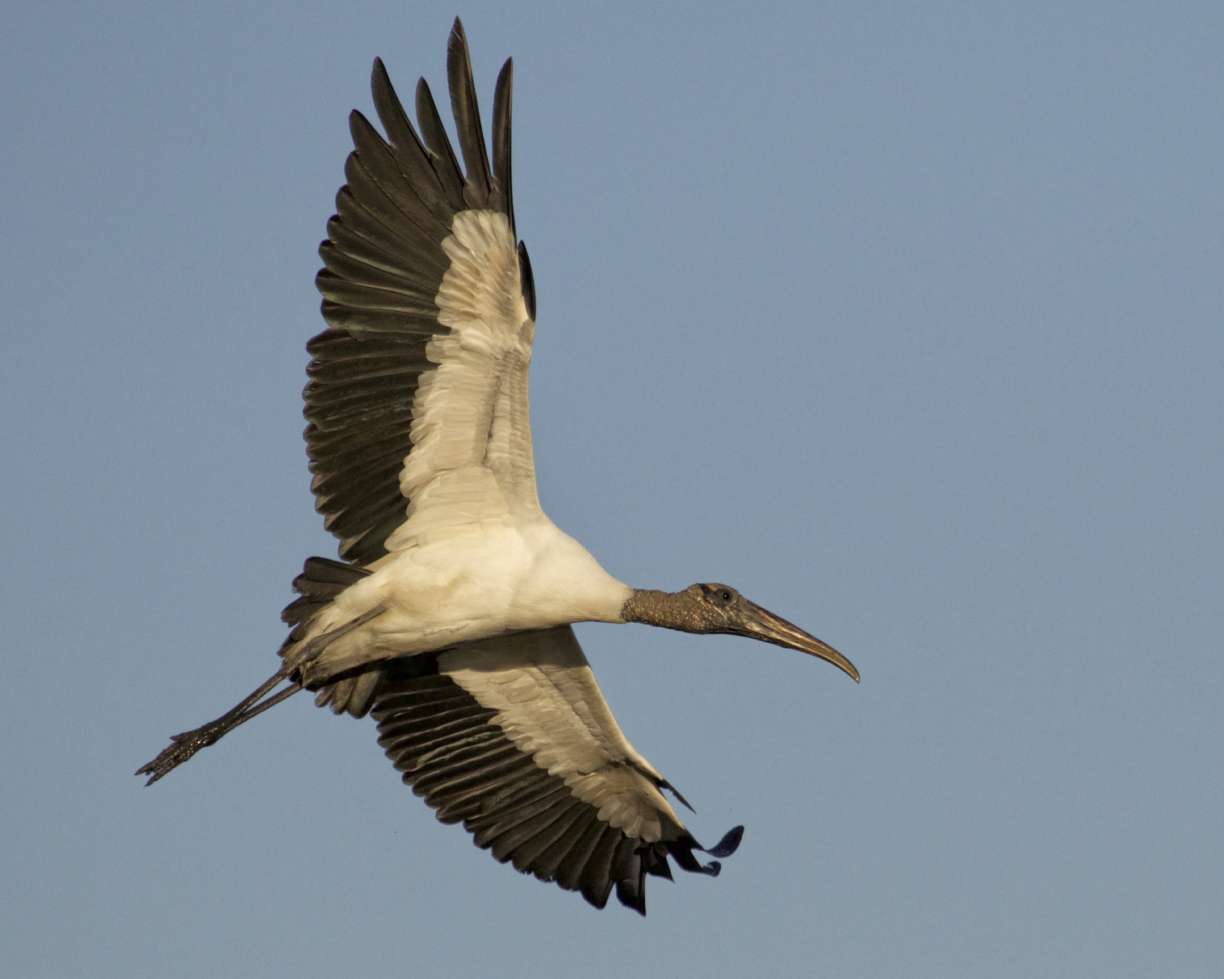 No matter what angle you capture them..they fly pretty but ugly..