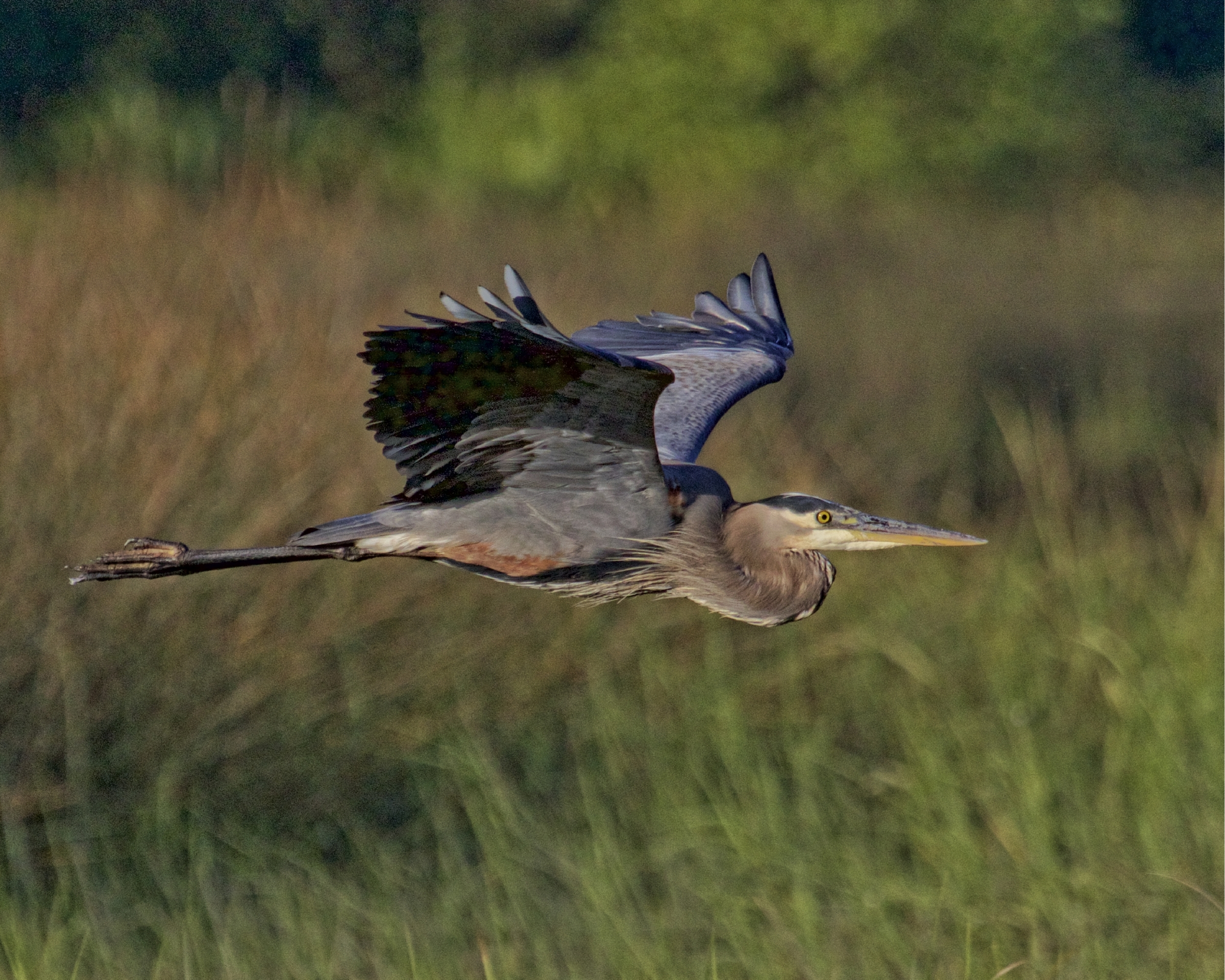 Old Man River The Great Blue Heron is still visiting his favorite hangouts...he glances at me as he wings by as if to say it's ok friend..
