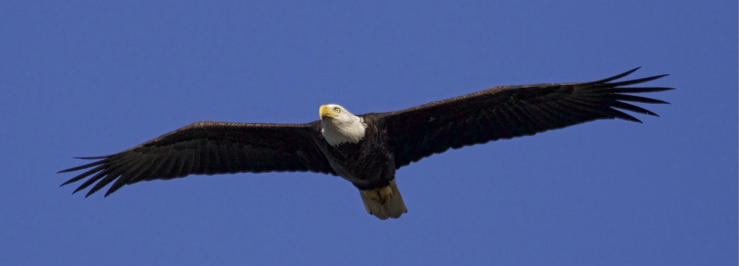 I'm good. Soaring like an Eagle..good bye blues!