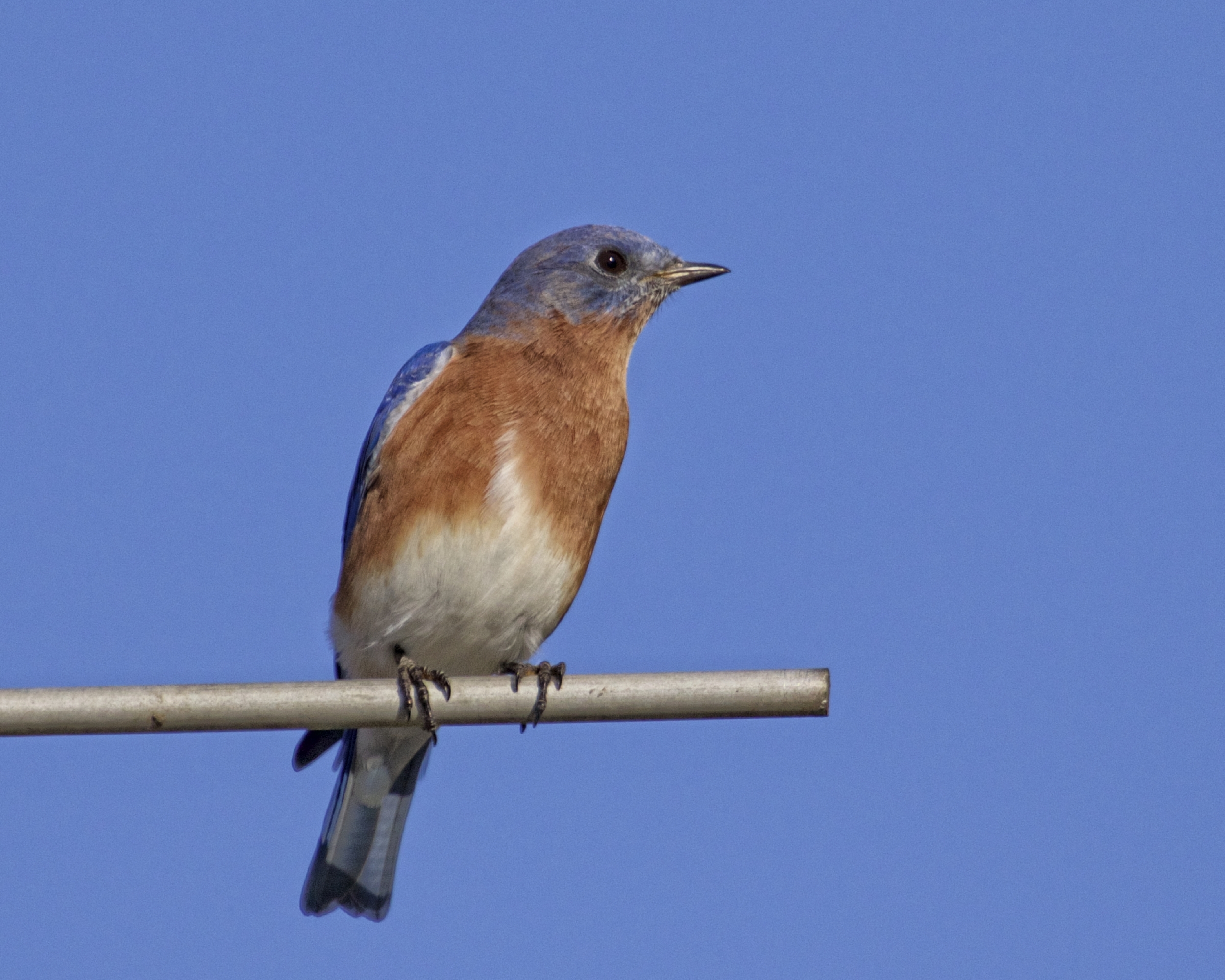 So Mr. Bluebird...don't even think about poopin on my shoulder! Be Blessed.