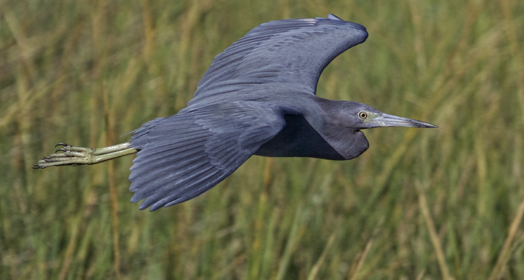 Broward Bob, the Little Blue Heron and weather prognosticator extraordinaire wings by on a cool autumn breeze to solve the Quasi-geostrophic Omega Equation issue for me...