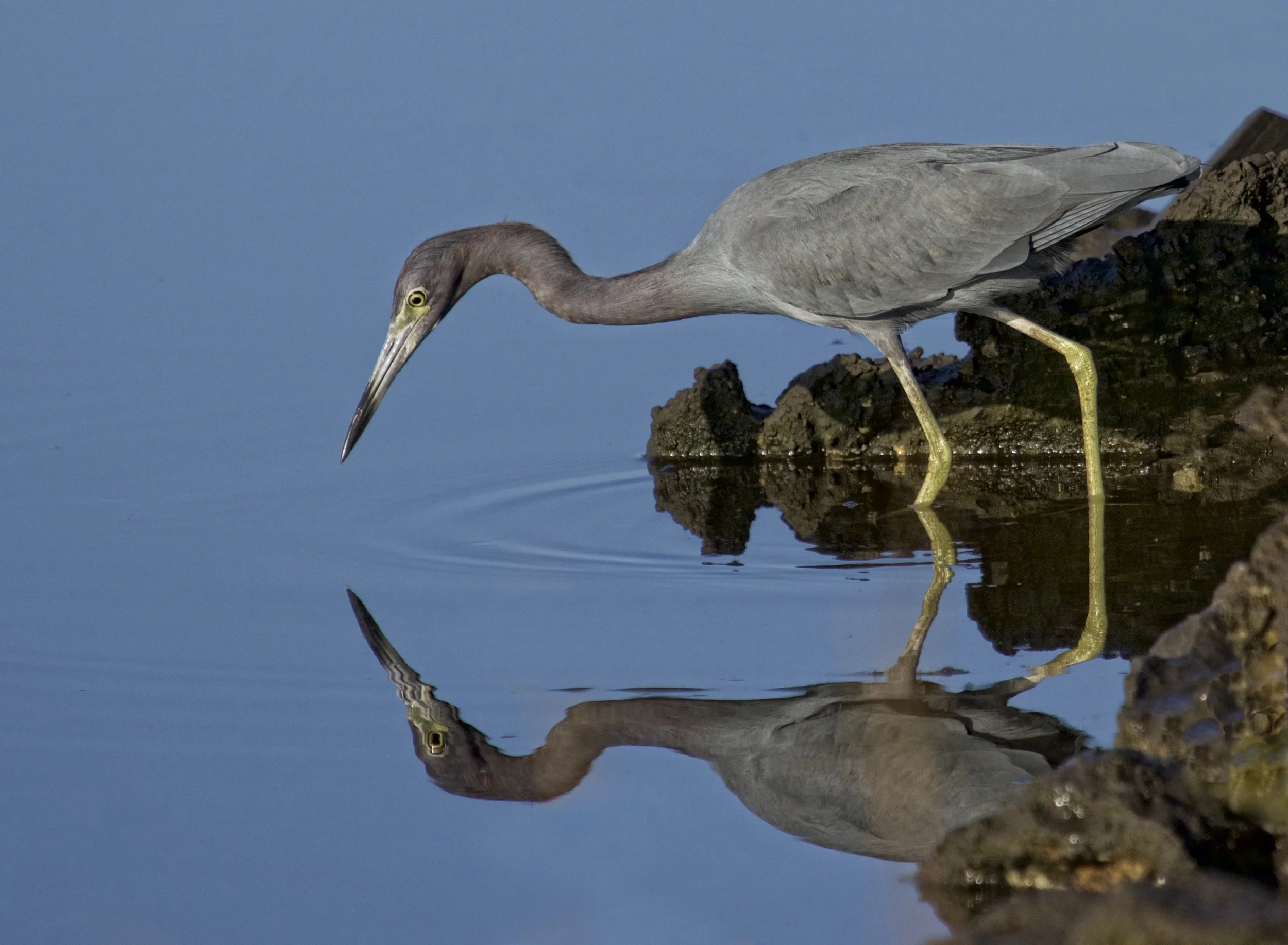 After careful recalculation Bob peers down and sees his reflection.. Six more weeks of great autumn weather coming to Florida! Time to eat now!