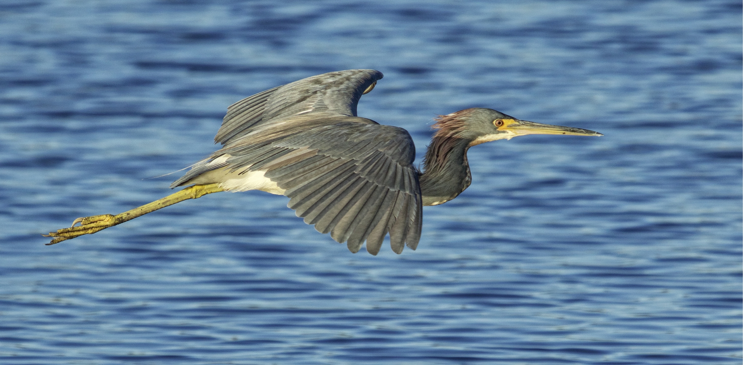 As I capture birds in flight I take the journey from Solitude to Solace with each click of the doohickey..