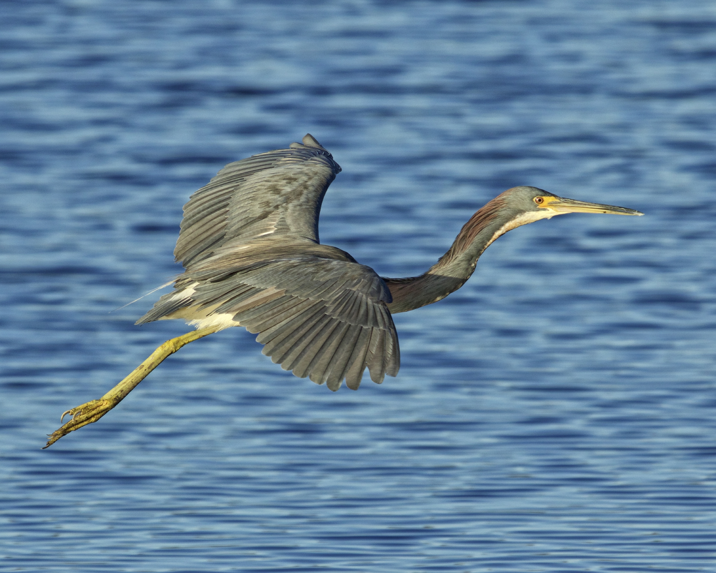 Each bird is unique in its flight..