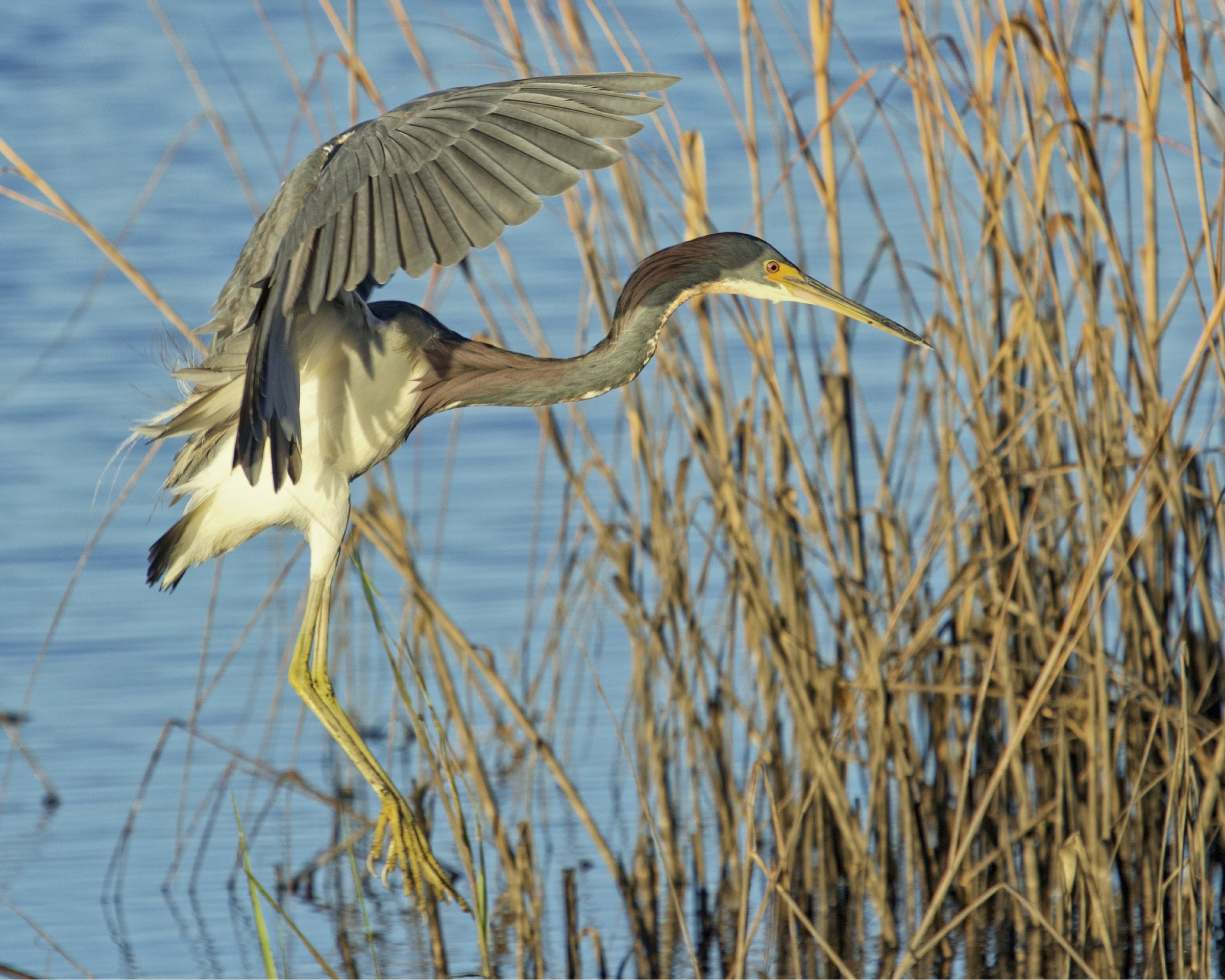 Each feather, each bone, each muscle and tendon have a purpose..