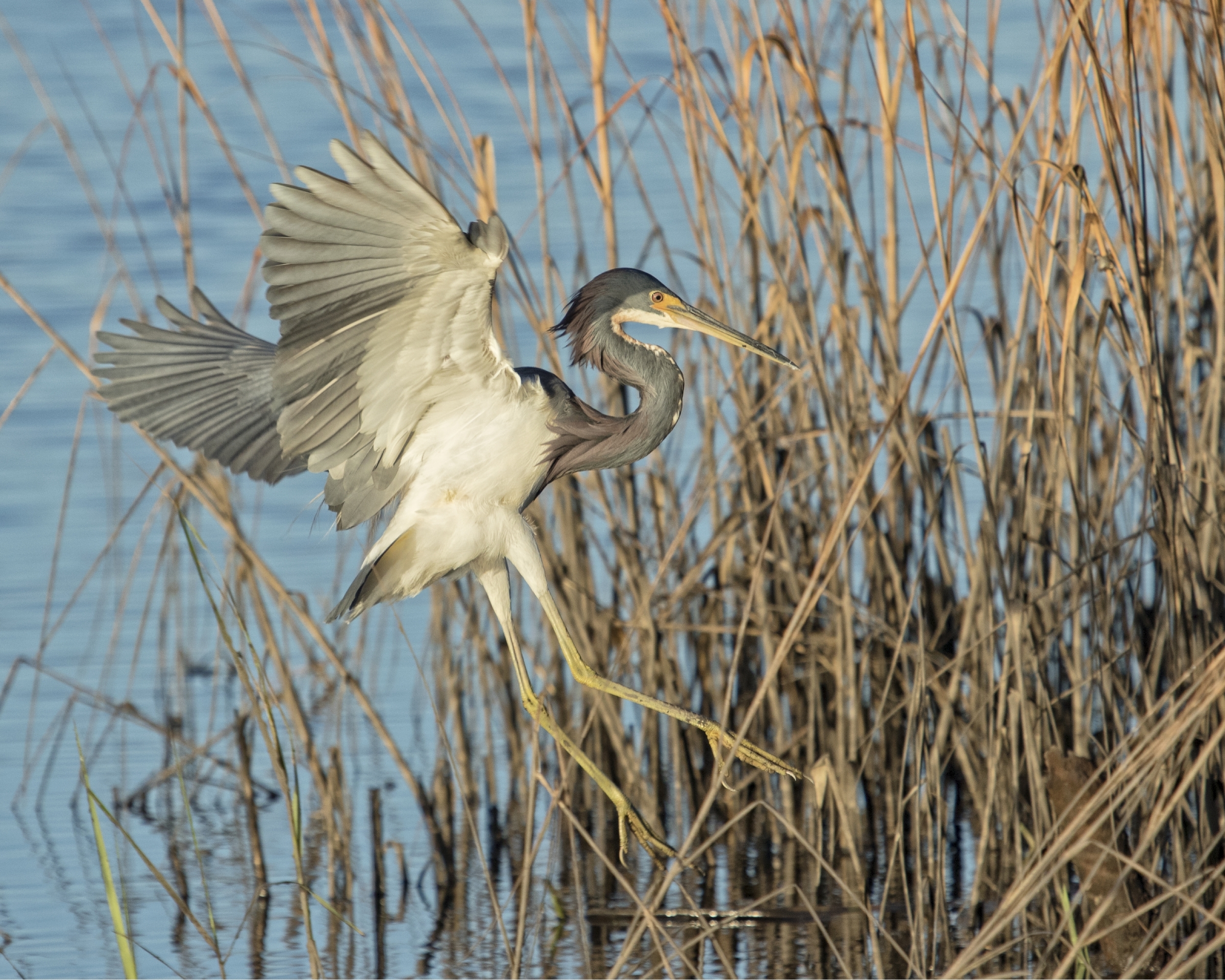 I find Solace in capturing the motion of flight and the detail of each feathered wing...