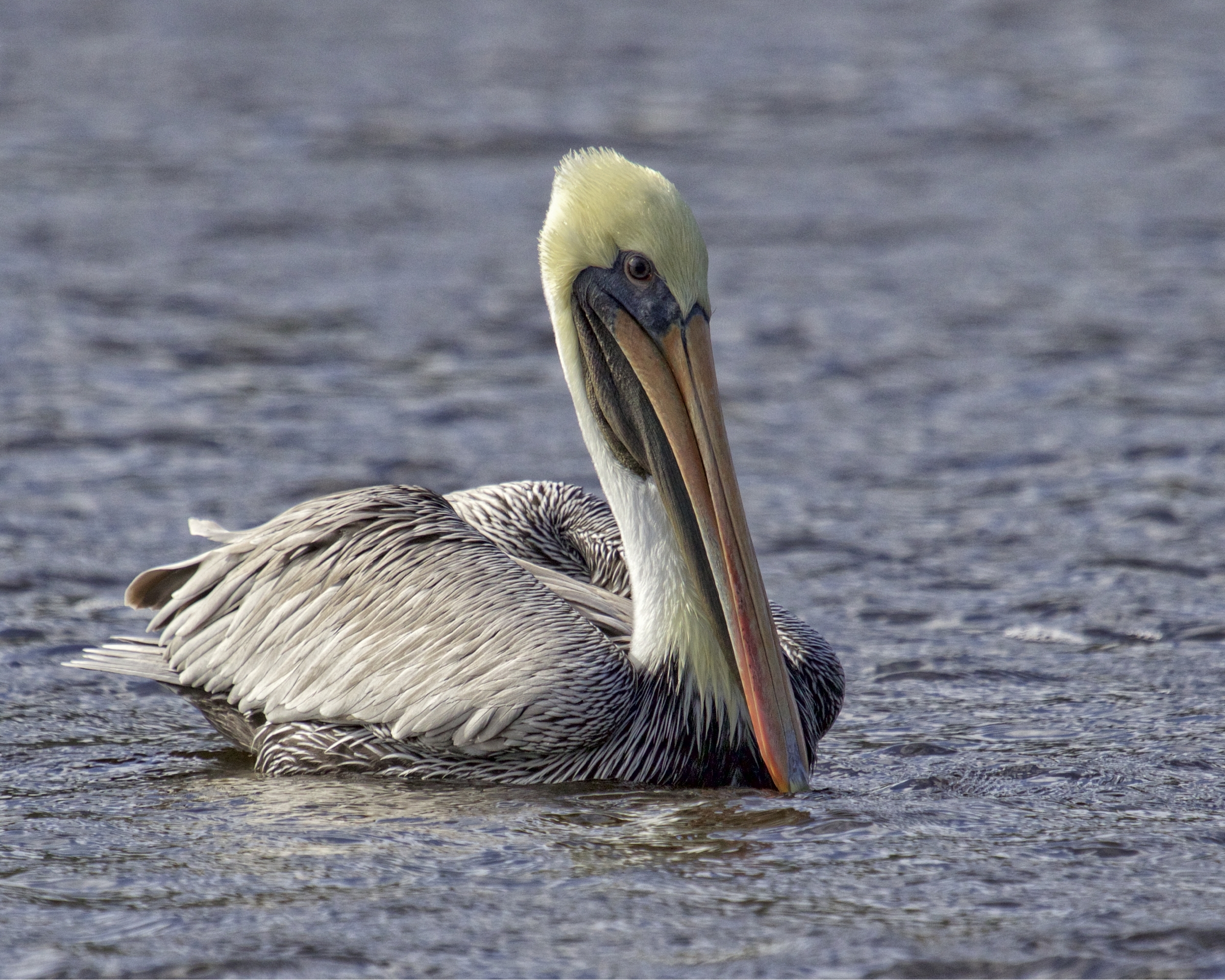 Time marches on though on the Broward. The Brown Pelicans have arrived..