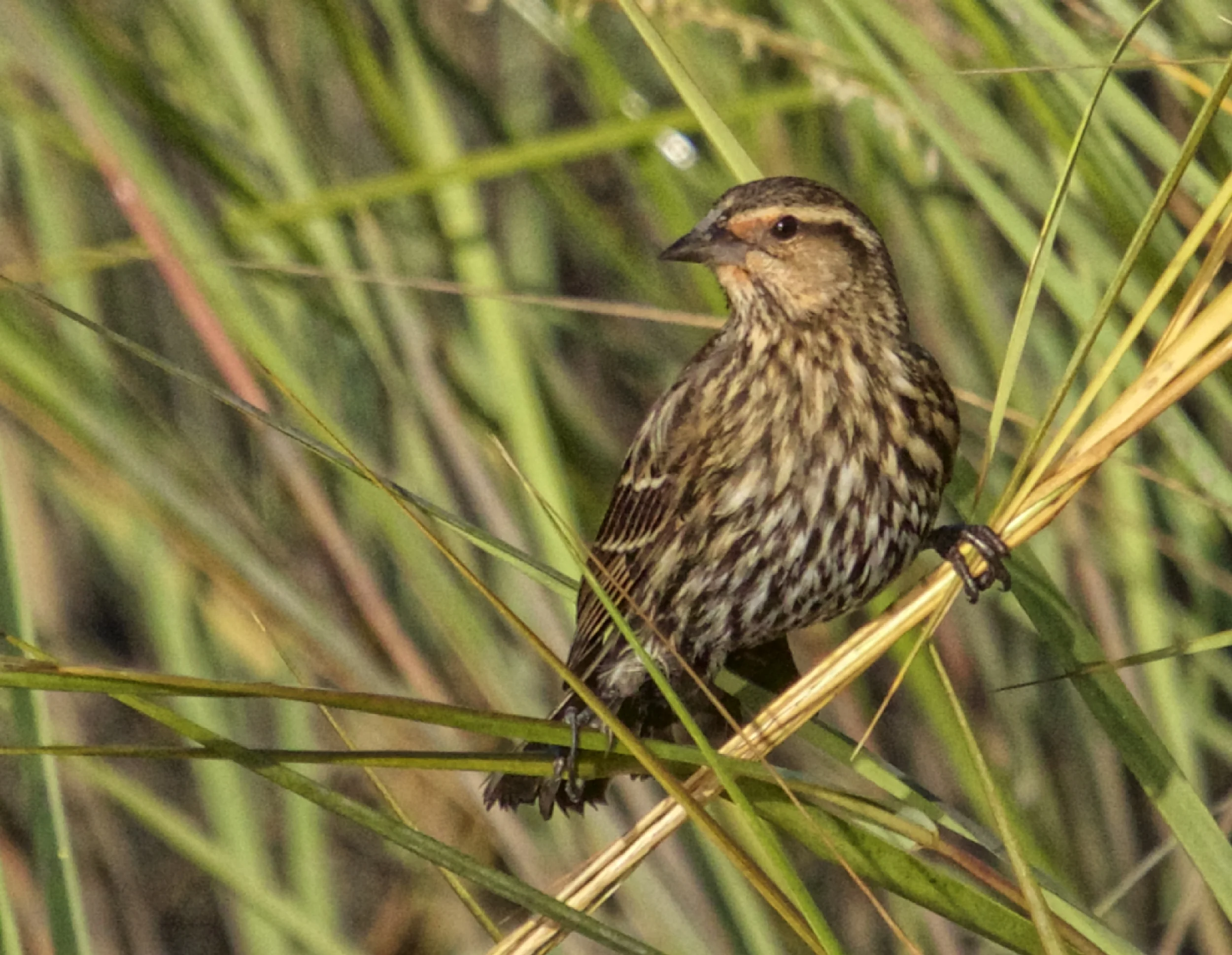This female Red-winged Blackbird searches for seeds in the marsh grass while keeping a wary eye on the sky..