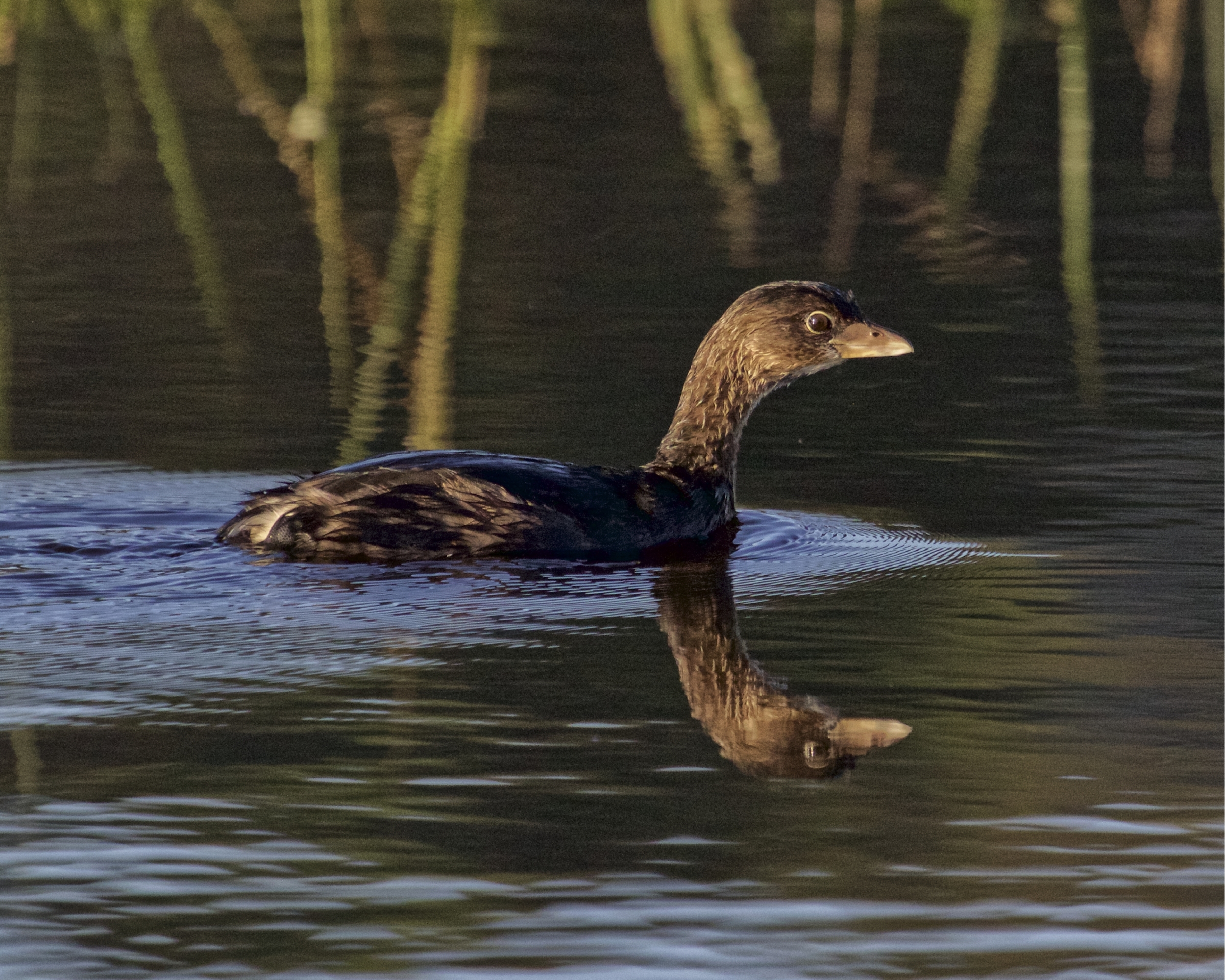 A Pied-billed Grebe swims by in the early morning light..