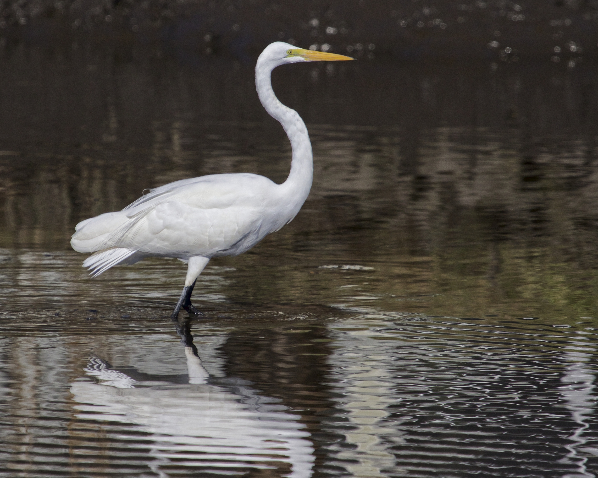 The Bride of the Broward, the Great Egret steps out of the shadows to begin its morning dance..