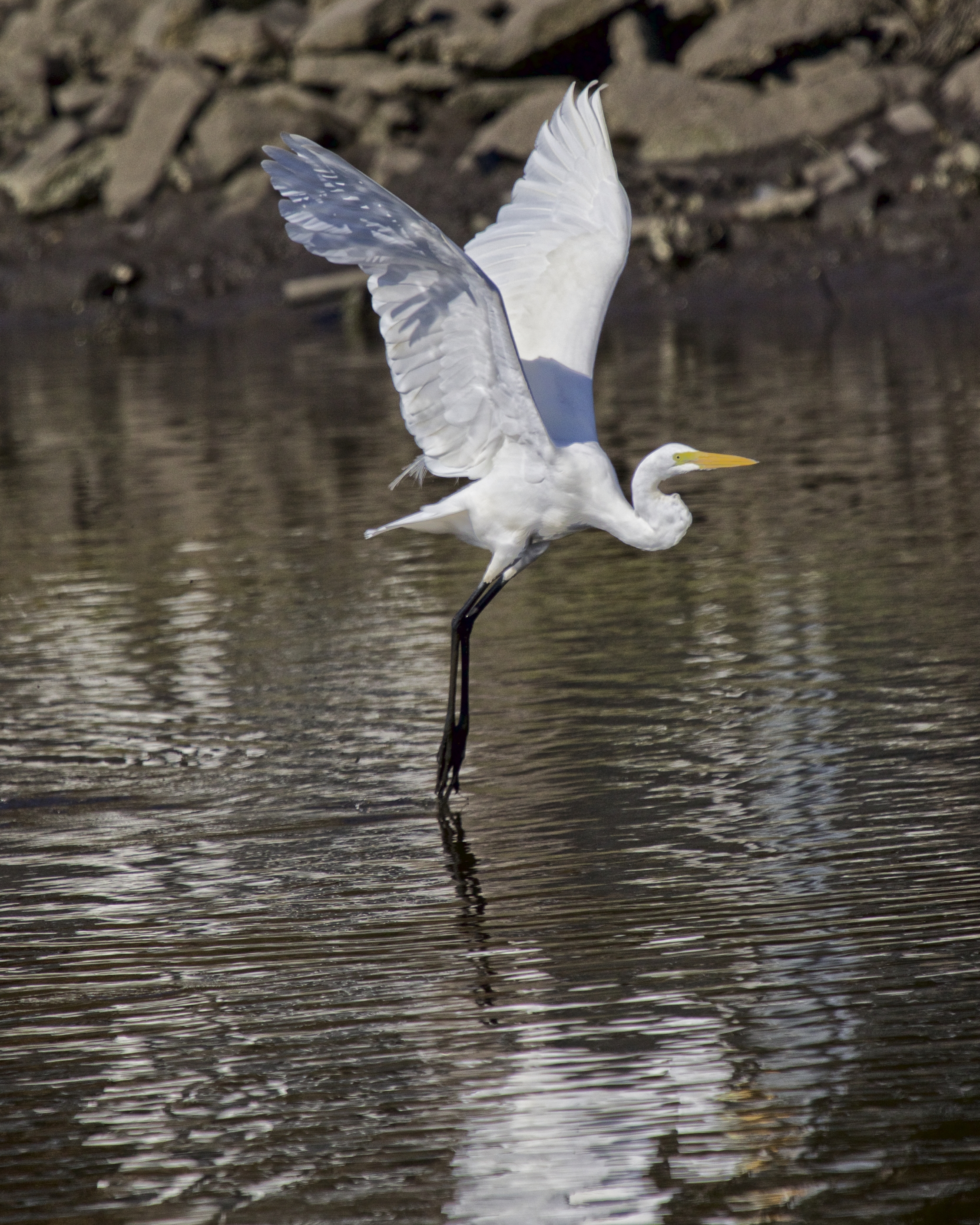The music of morning begins..the long white wings lift up to dance on the water