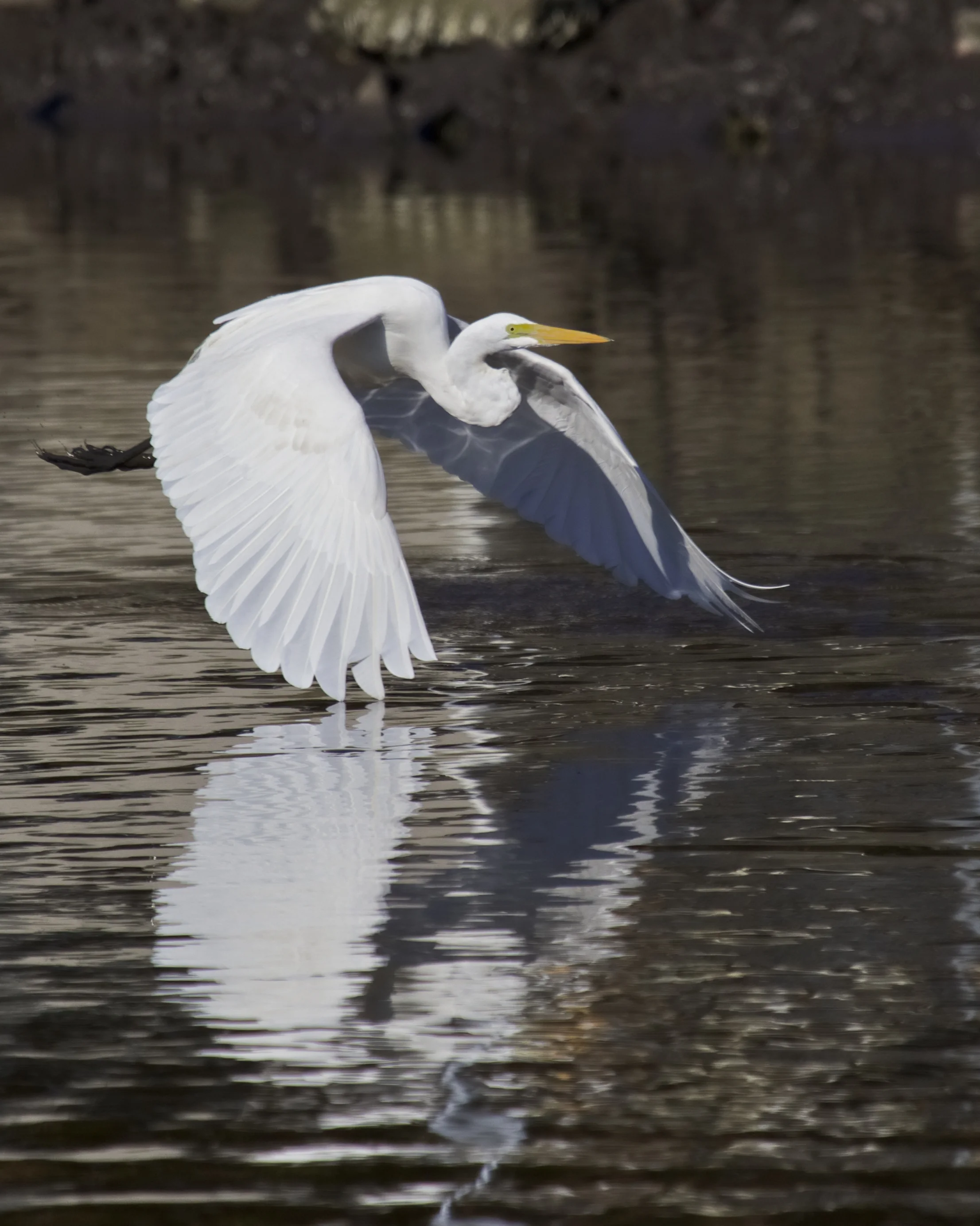 Graceful wins kiss the water..the dance continues..