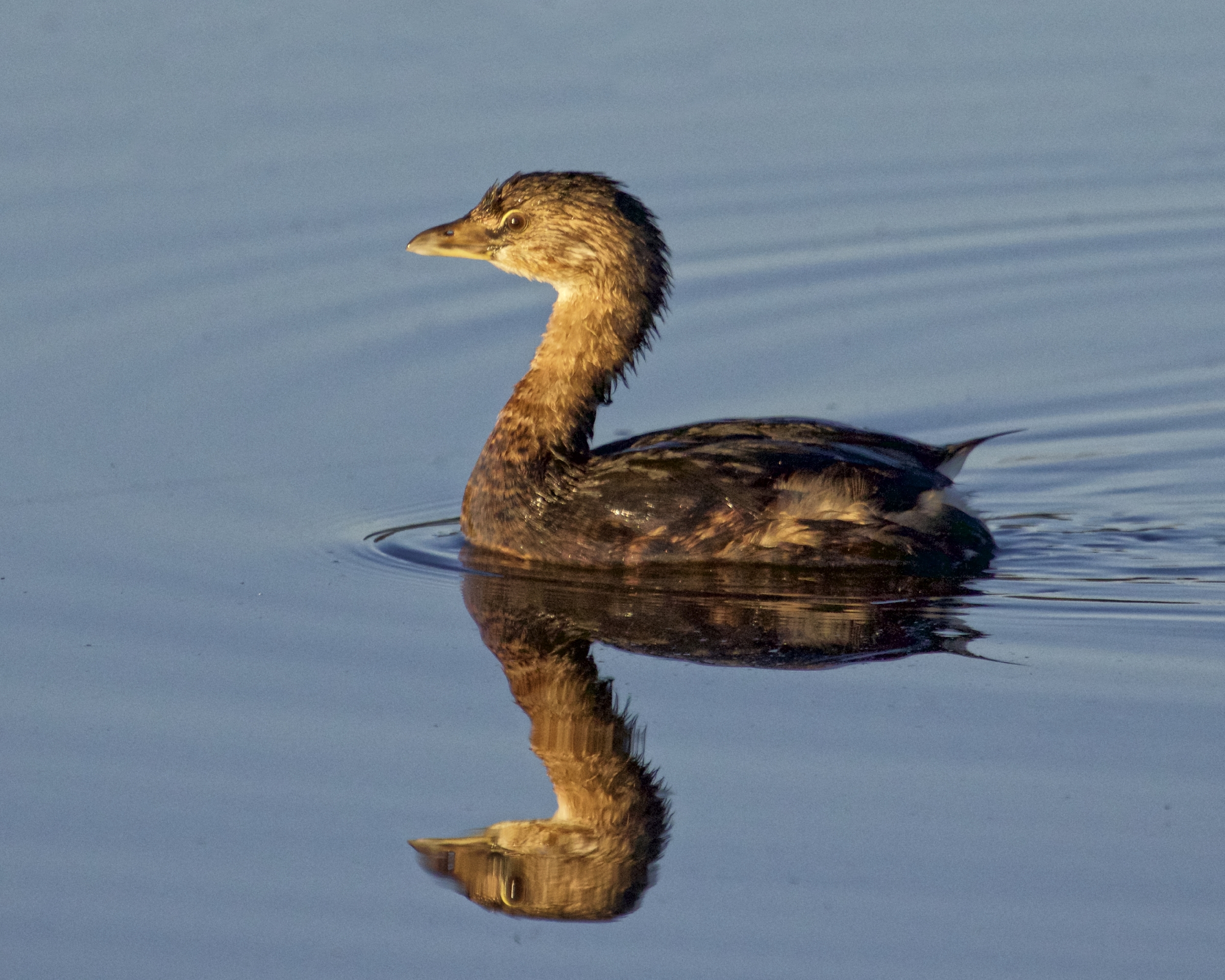 Note to be outdone,,the Pied-billed Grebe swims out on the dance floor...