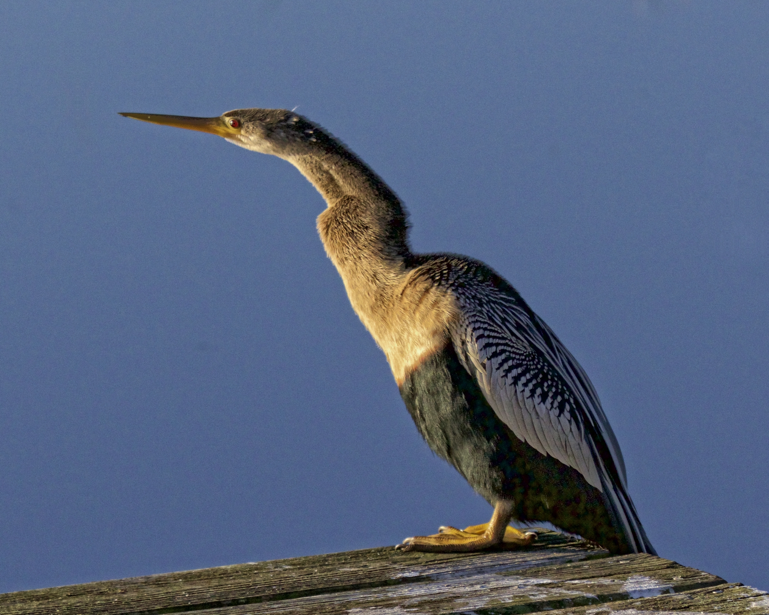 Annie the Anhinga has been joining me each morning on the dock the past few days..