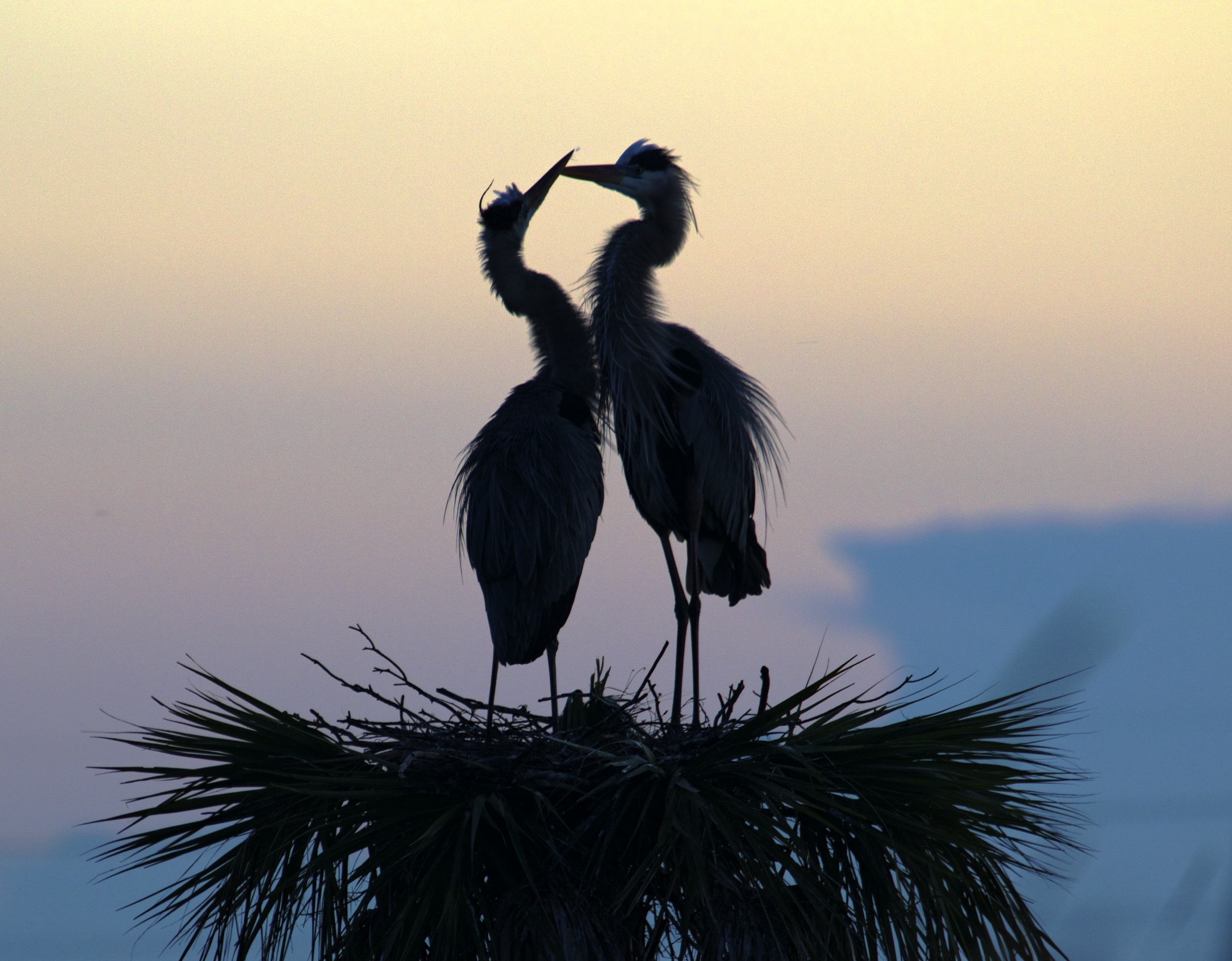 Gus and Greta, a pair of nesting Great Blue Herons greet the morning in the pre dawn light
