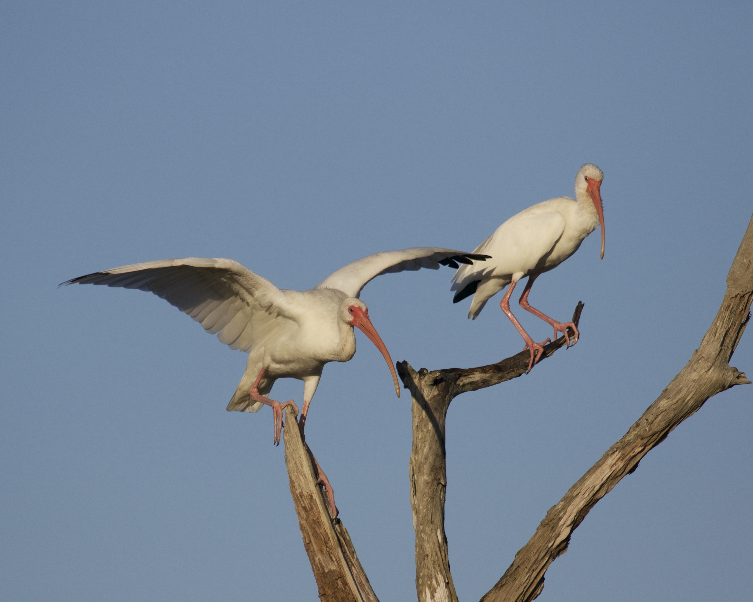 White Ibis prepare to "decorate" the barren tree..