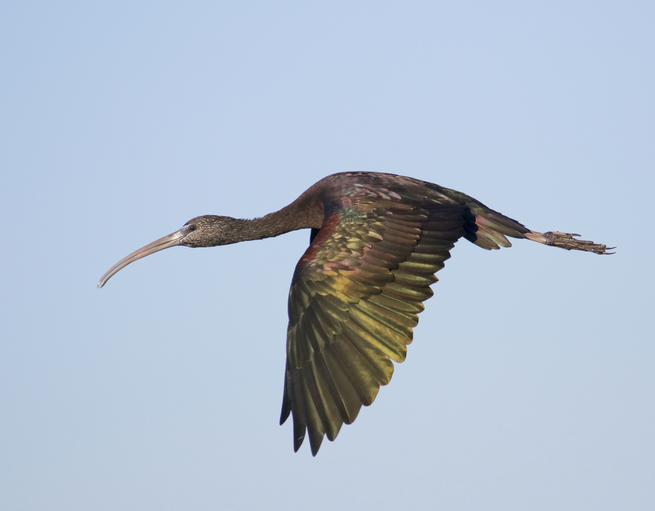 A Glossy Ibis flies off for some last minute Christmas shopping.