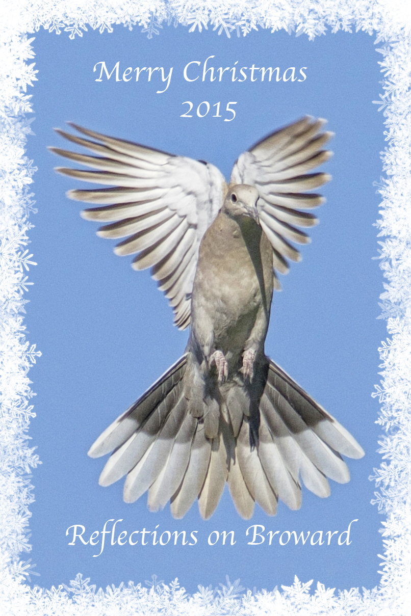 Wishing you a Merry Christmas from Reflections on Broward..