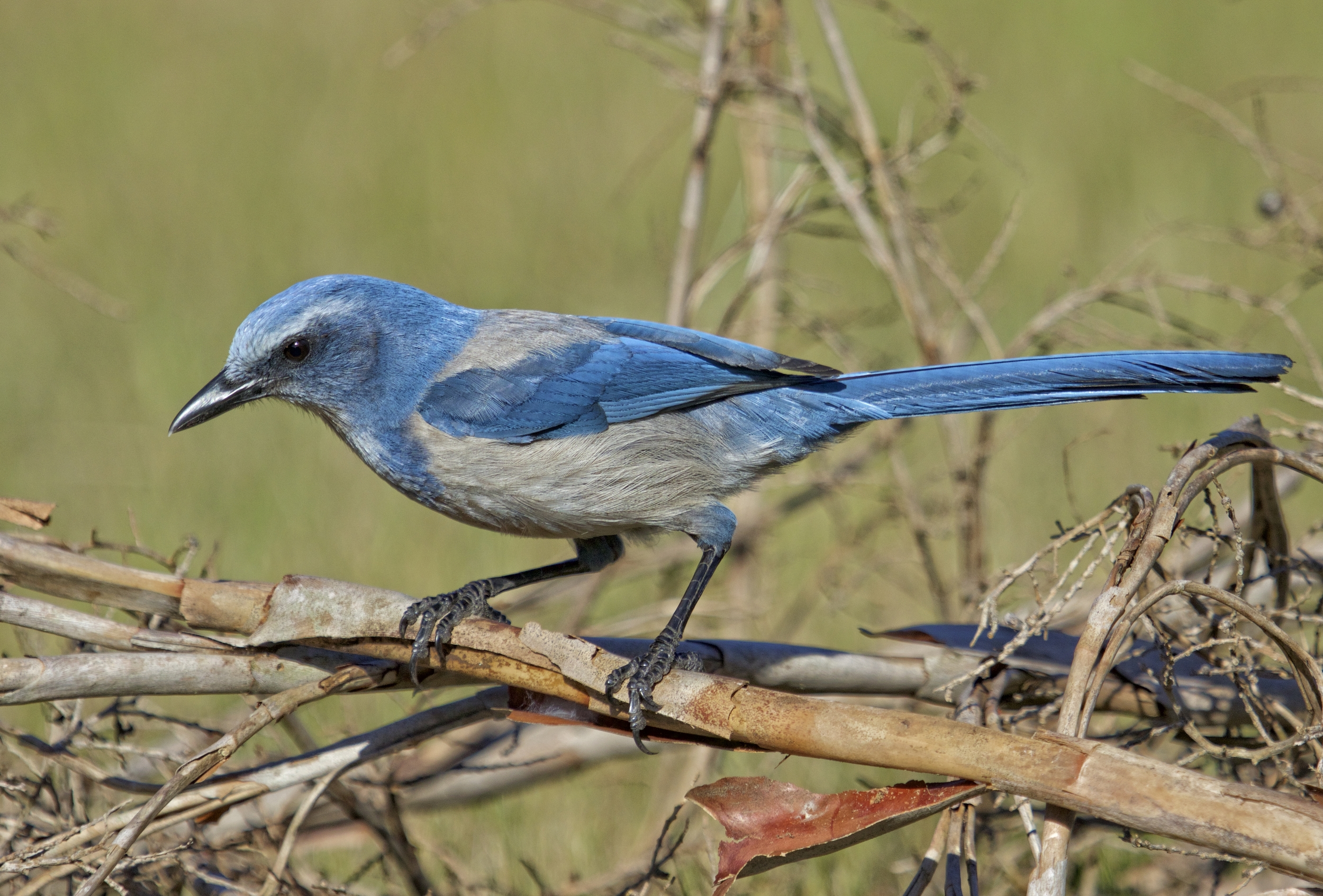 I can't help having a Blue Christmas..that's my primary color....Florida Scrub Jay