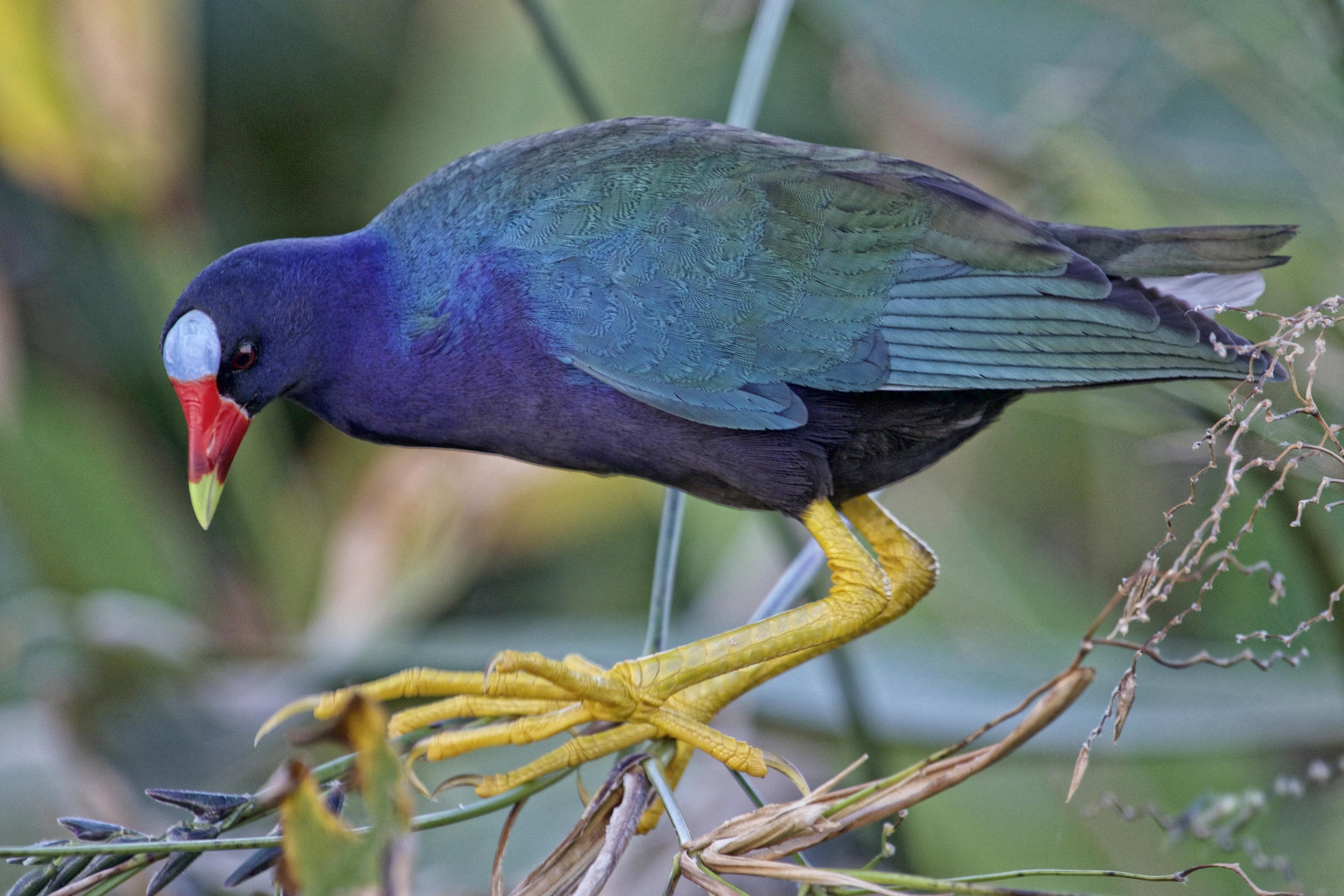The Purple Gallinule, a member of the rail family is characterized by iridescent purple feathers, yellow legs with long toes