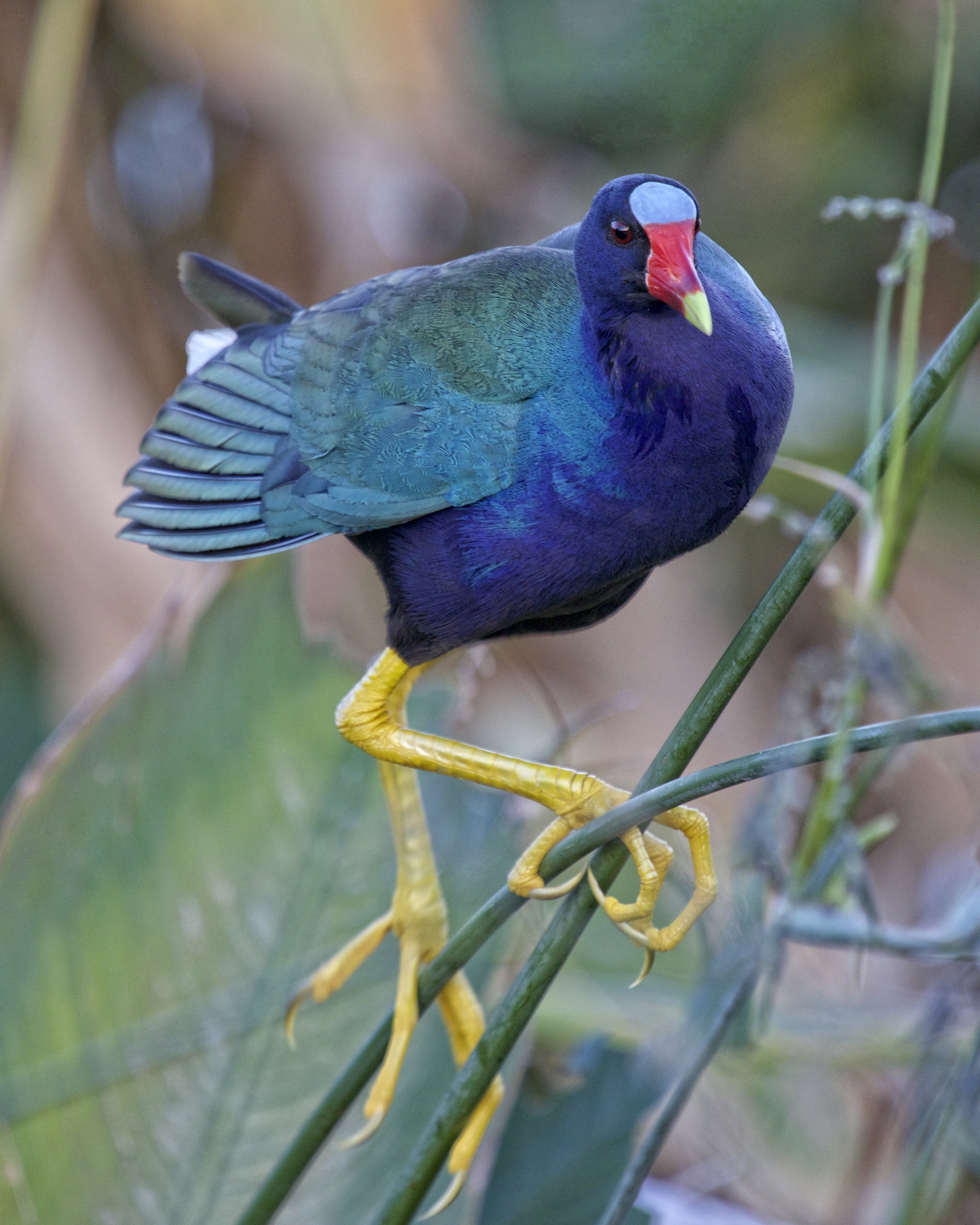 Deftly balancing on bull rushes and swamp grass this omnivore eats Seeds, flowers, fruits, grains, and some invertebrates.