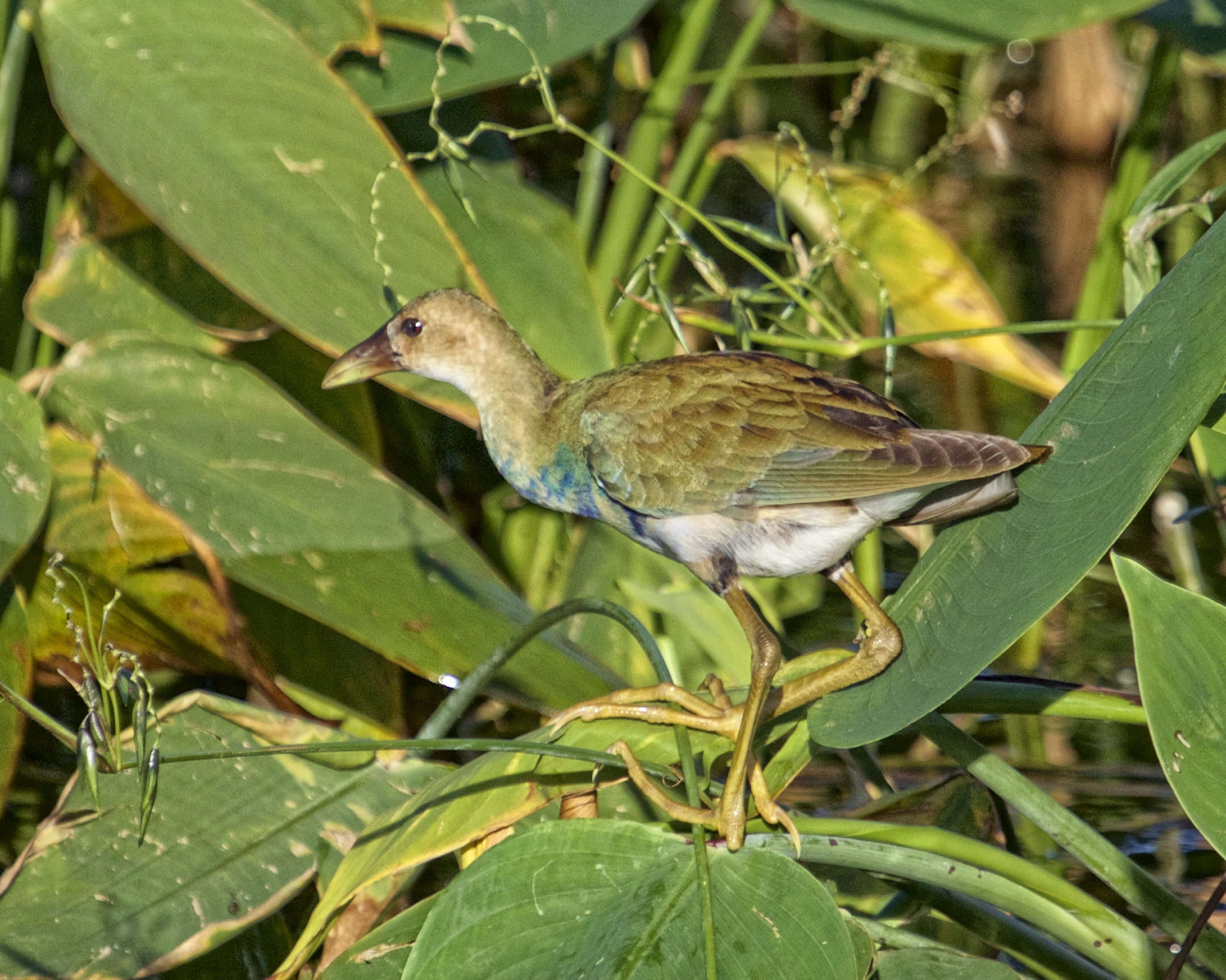 Juvenile is buffy tan instead of purple, with greenish back, dull bill, dull blue frontal shield, and yellow legs.