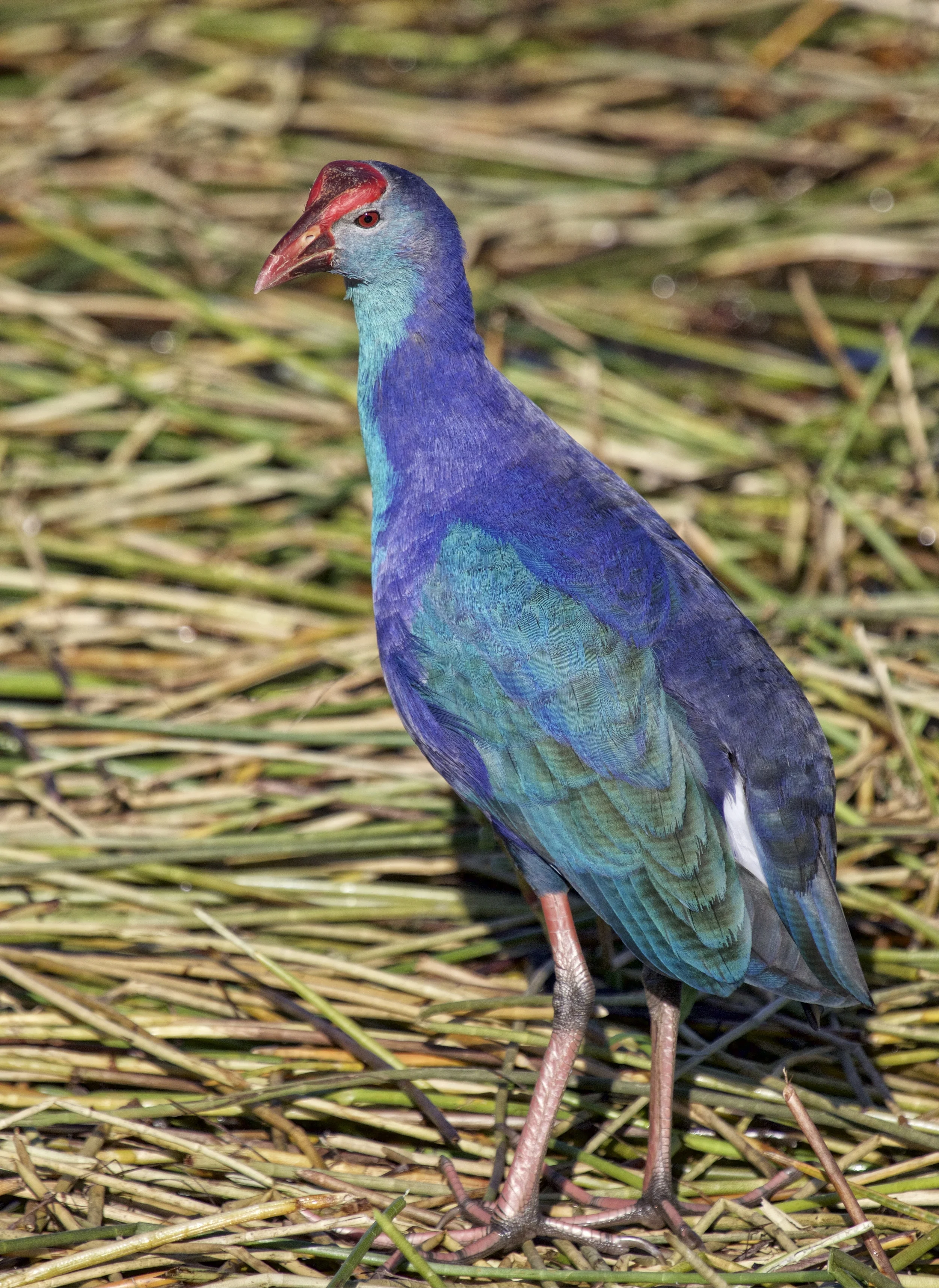 This nonnative Purple Swamphen probably came from a Zoo escape in Miami..