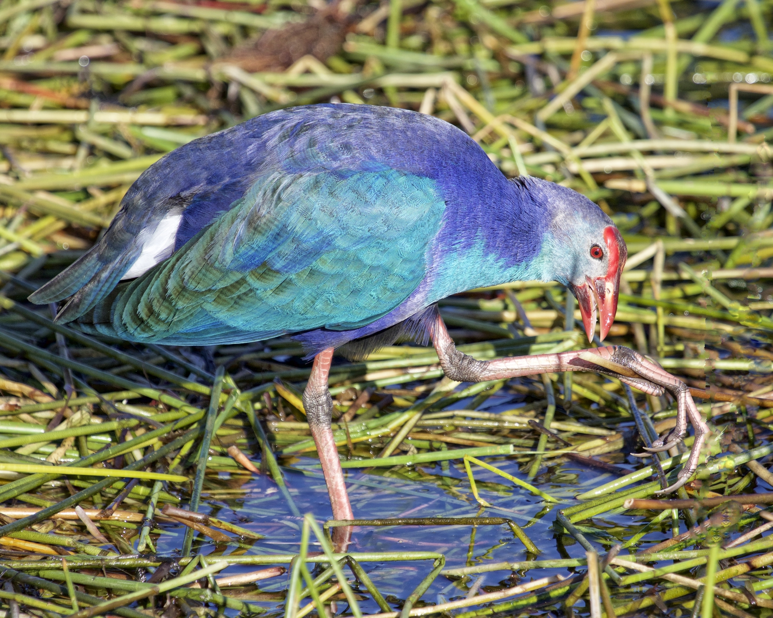 Royal, Magical, and Mystery aptly describe this bird..here feeding with its long toes to grasp the reeds. 