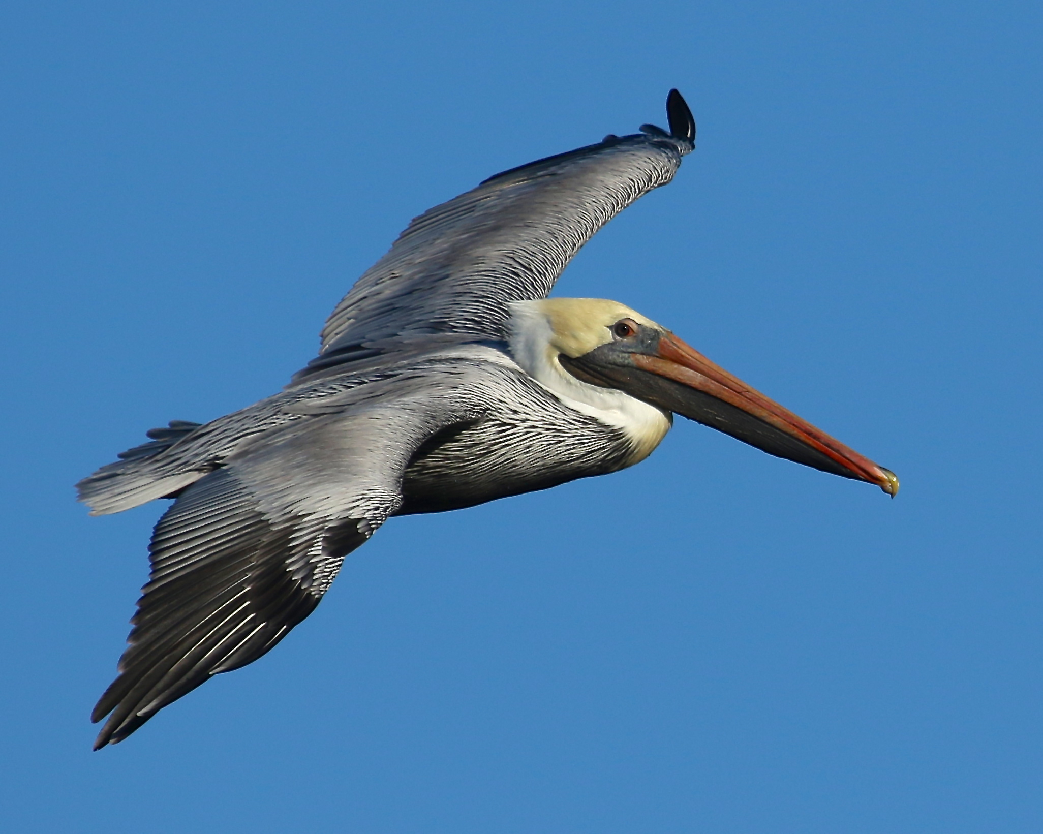 The Brown Pelican was back on the Broward in January following my friend Tommy's crab fishing boat.
