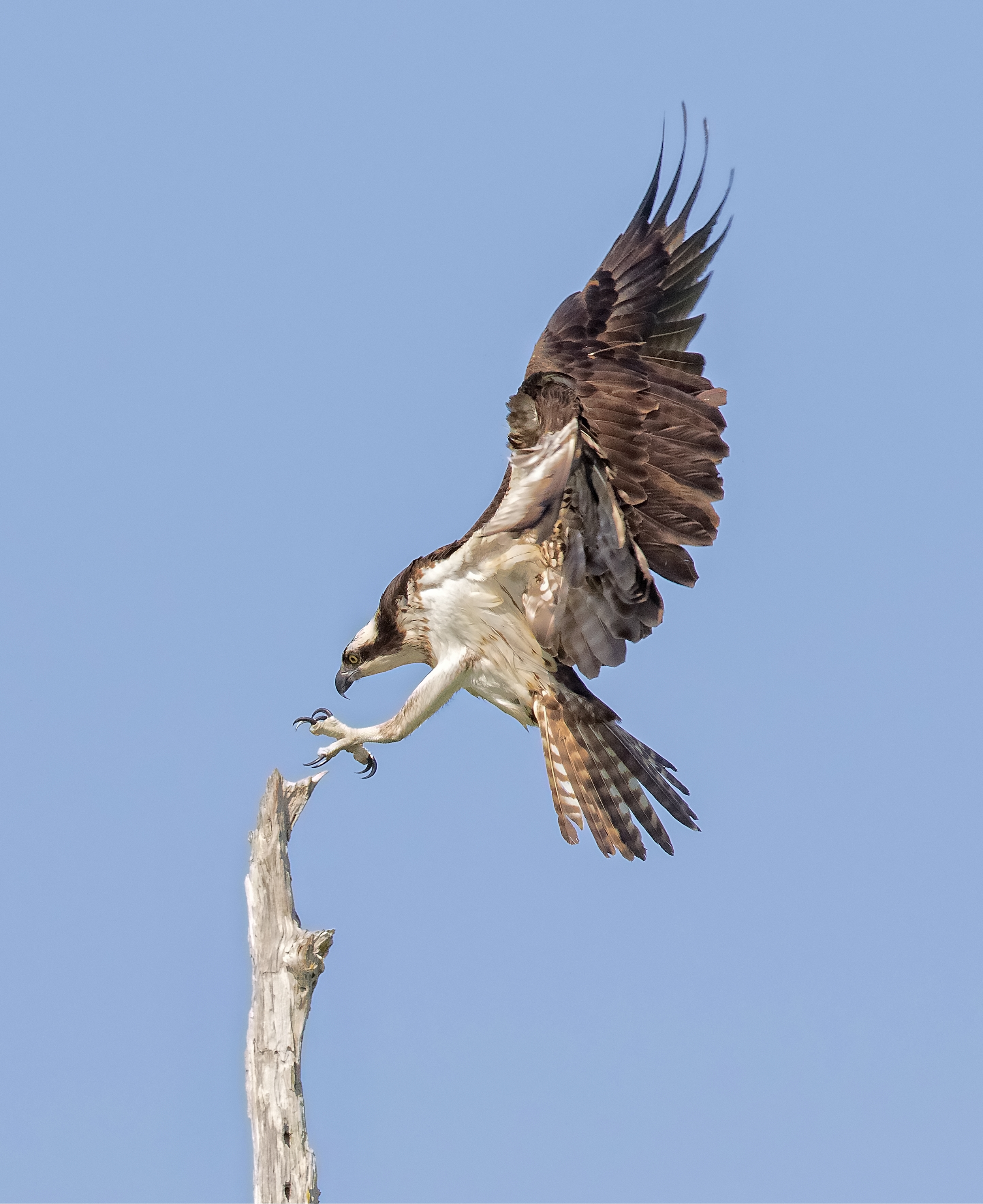 The awe inspiring Ospreys on Blue Cypress lake brought the promise of Springtime in March.