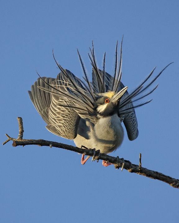 This Wildlife Conservation Society award winning photo of "George" the Yellow Crowned Night Heron in a mating display heralded the month of April.